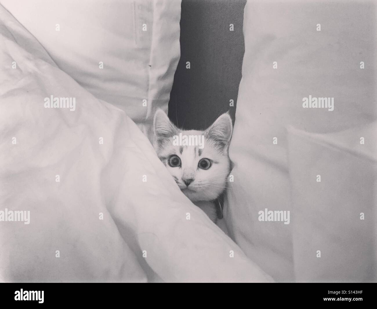 Una simpatica foto di un gatto bianco nasconde in bianco di cuscini e coperte. Foto Stock