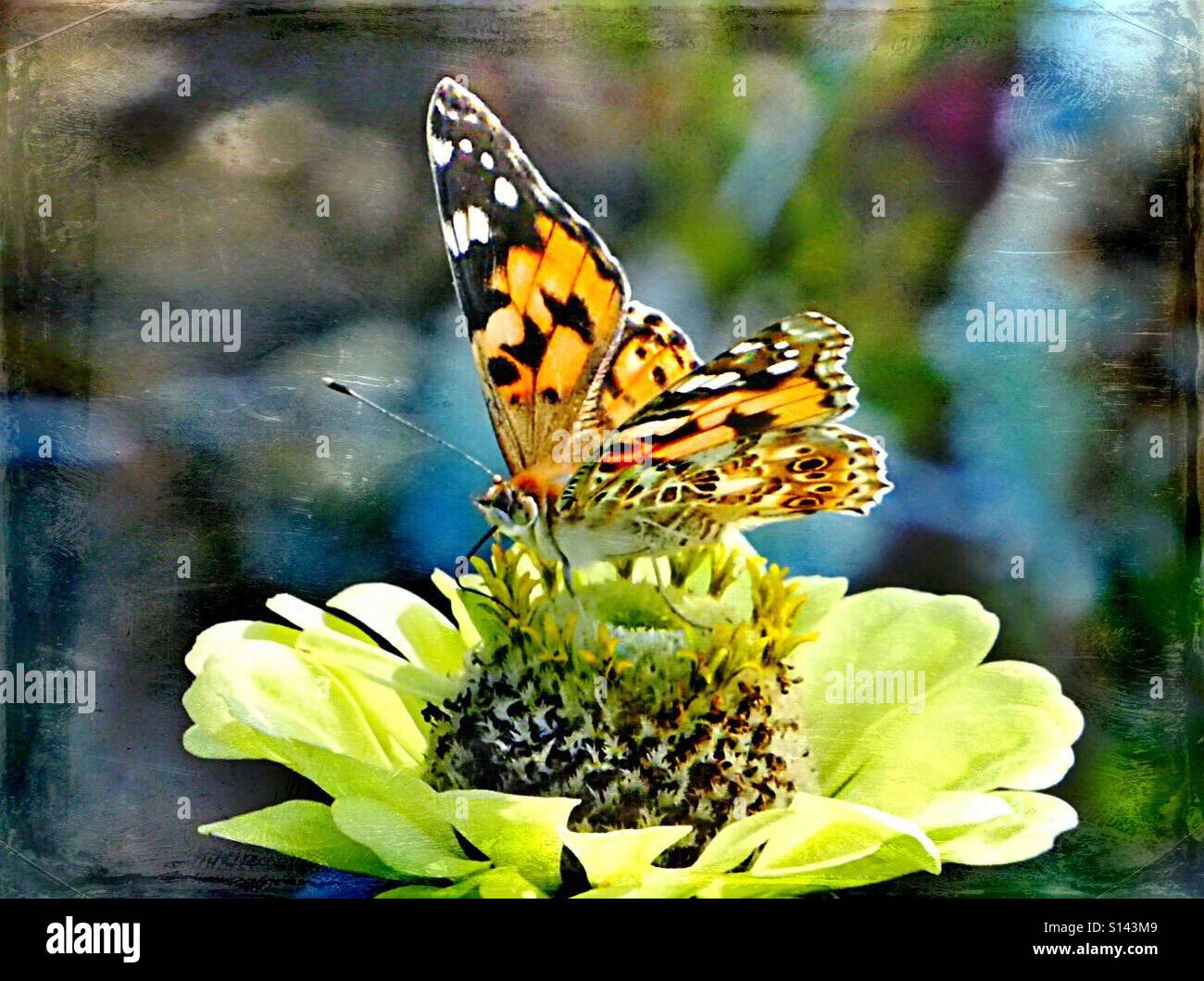...Farfalla sul fiore... bellezze in una natura selvatica... Foto Stock