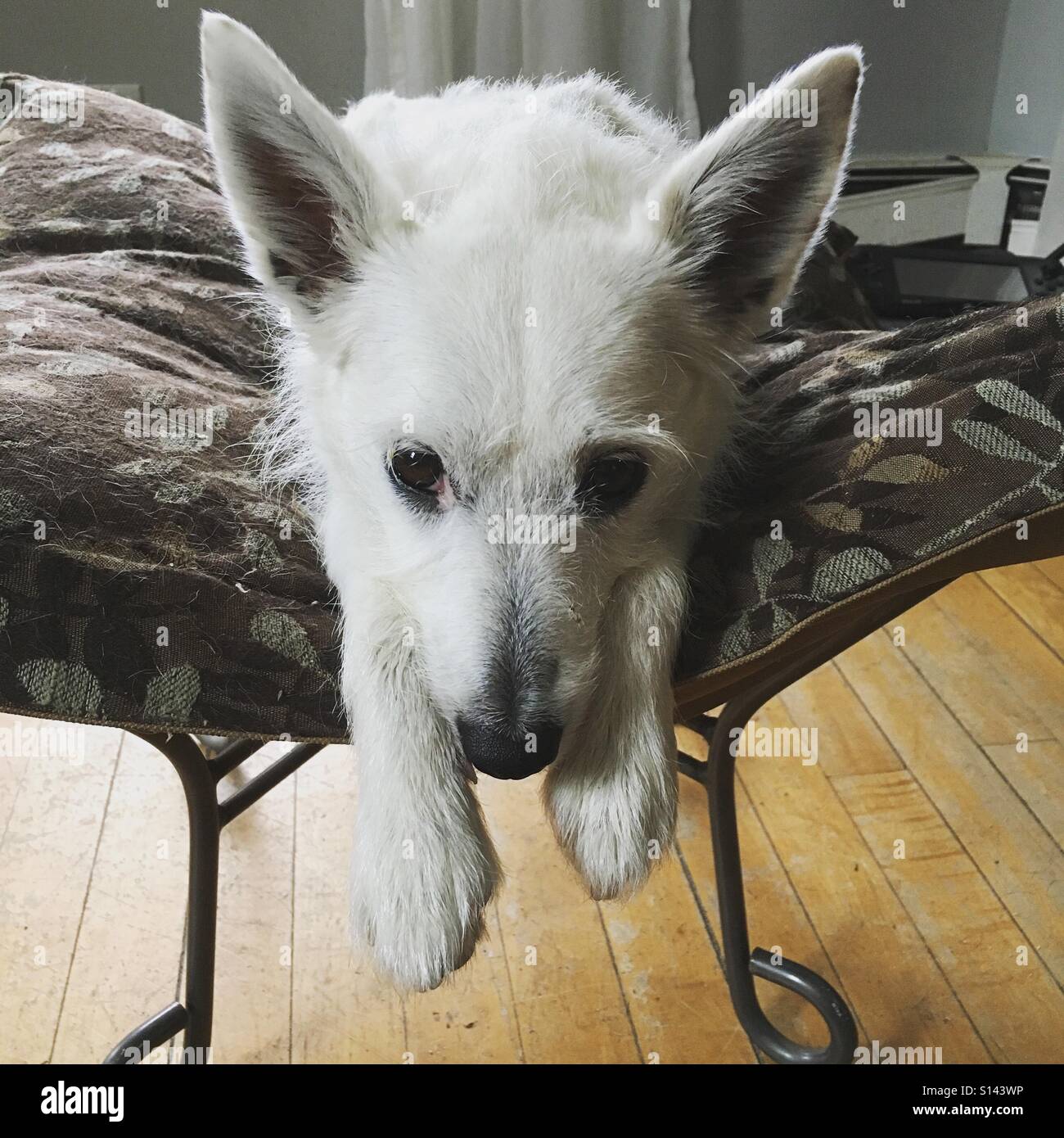 White Jack Russell Terrier faccia con grandi orecchie Foto Stock