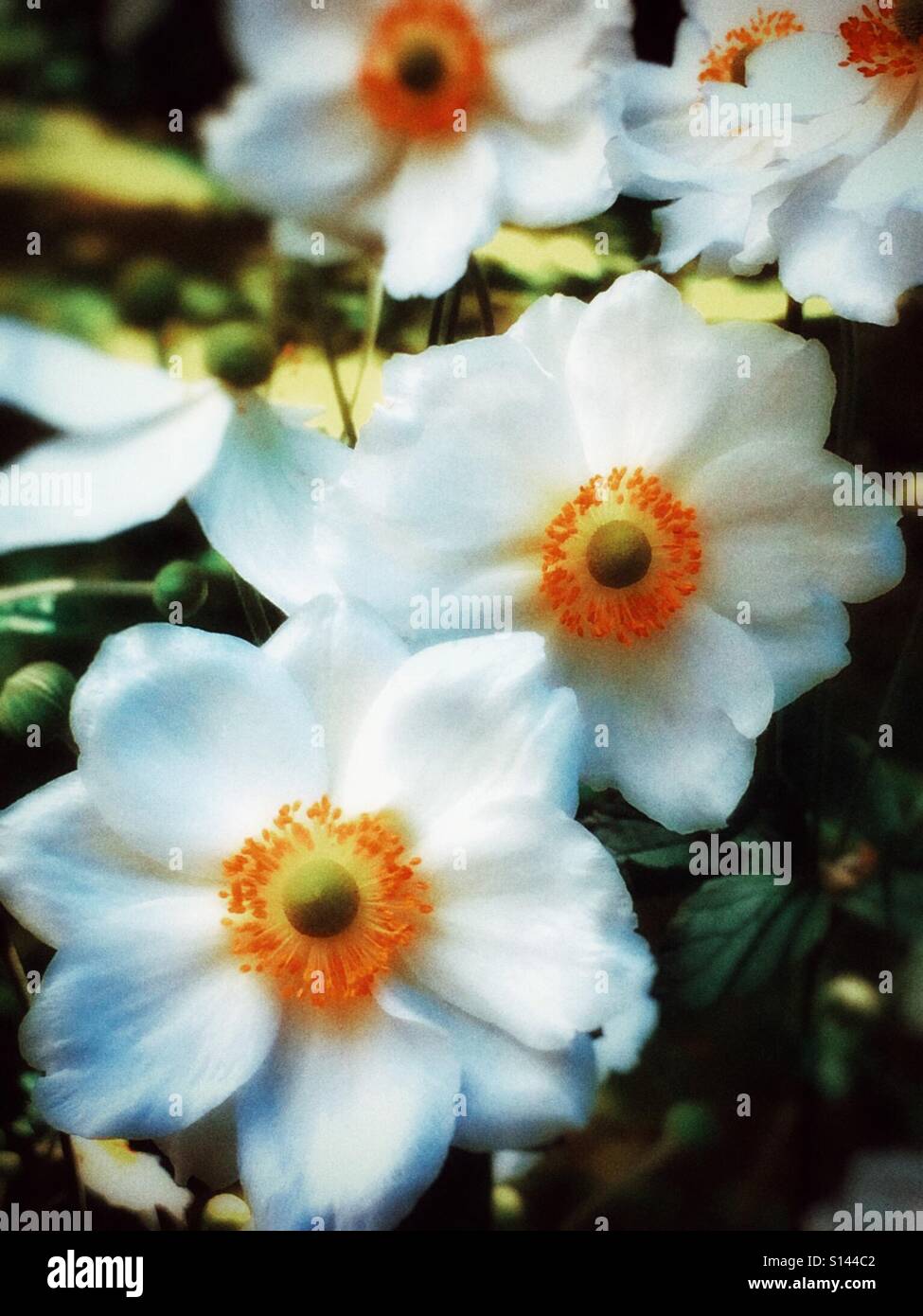 Fiori di anemone bianco primo piano Inghilterra Regno Unito Regno Unito Gran Bretagna - Immagine stock catturata con smartphone