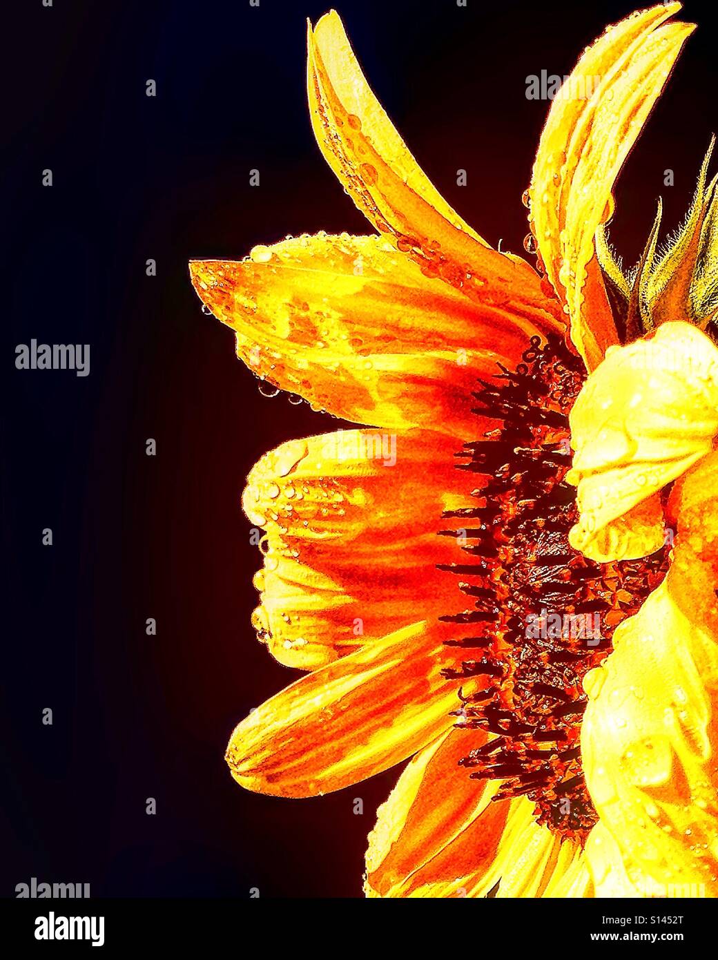 Girasole - Immagine stock catturata con smartphone