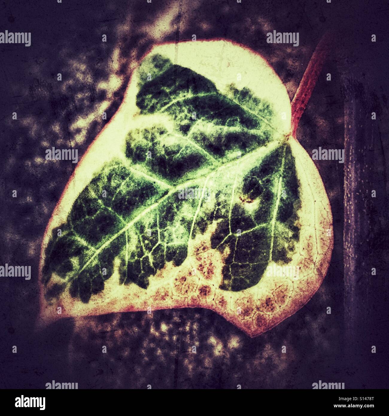 Variegata di edera, leaf Foto Stock