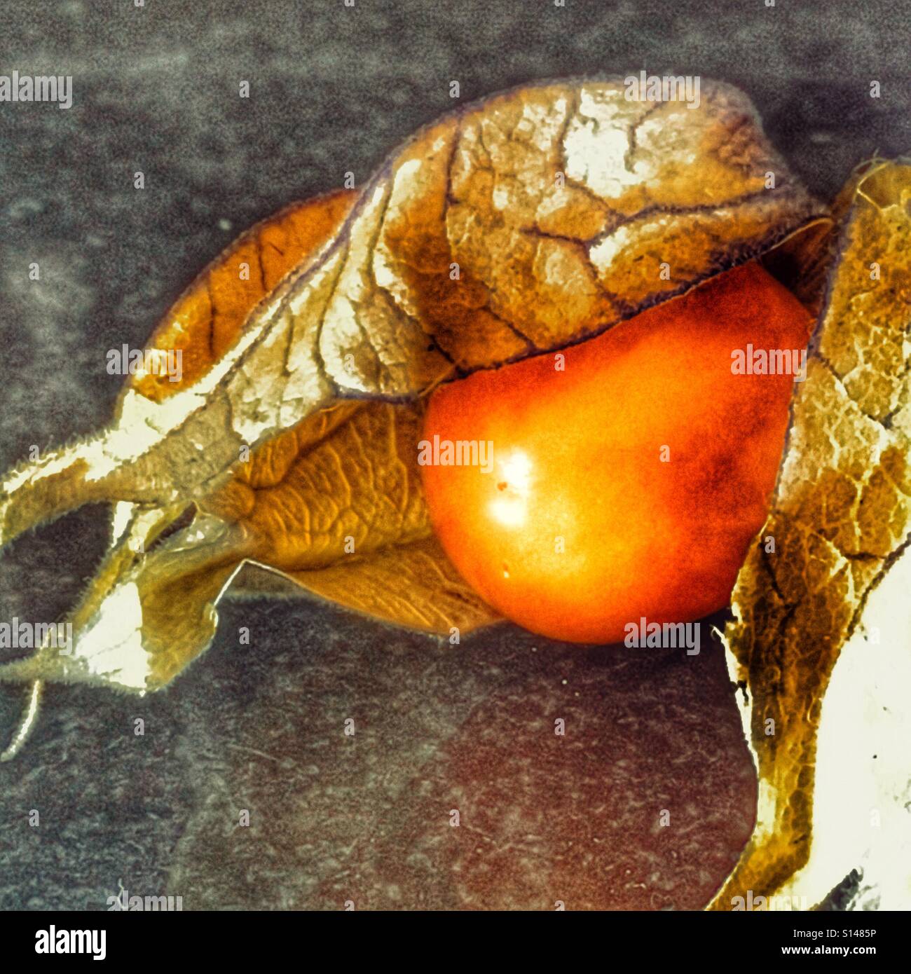 Cape gooseberry. Physalis peruviana - Immagine stock catturata con smartphone