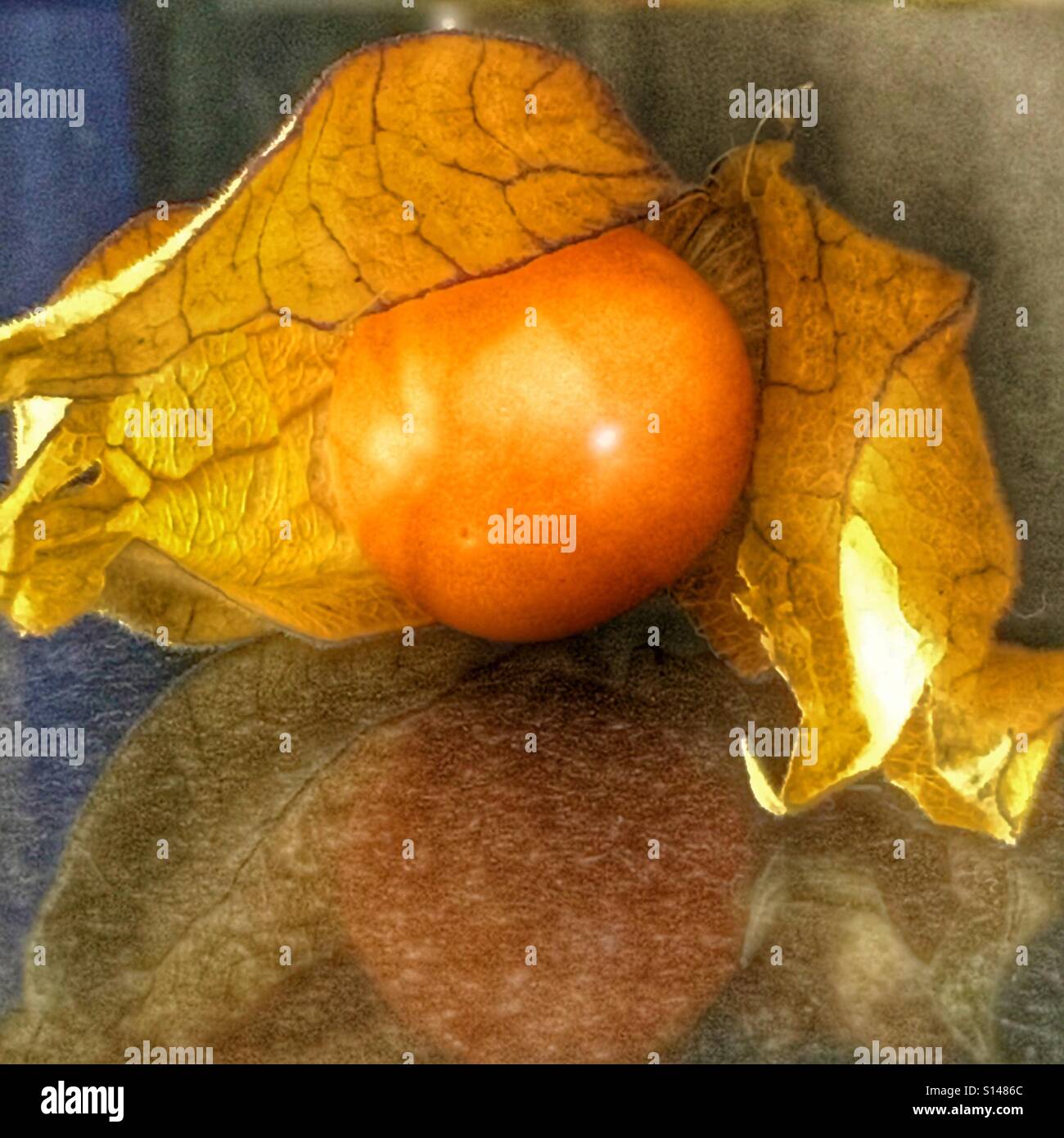 Cape gooseberry. Physalis peruviana - Immagine stock catturata con smartphone