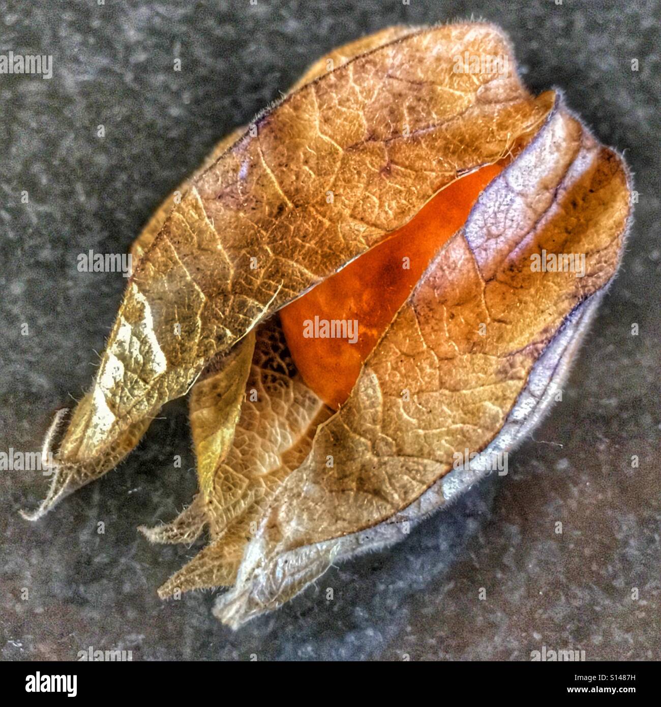 Cape gooseberry. Physalis peruviana - Immagine stock catturata con smartphone
