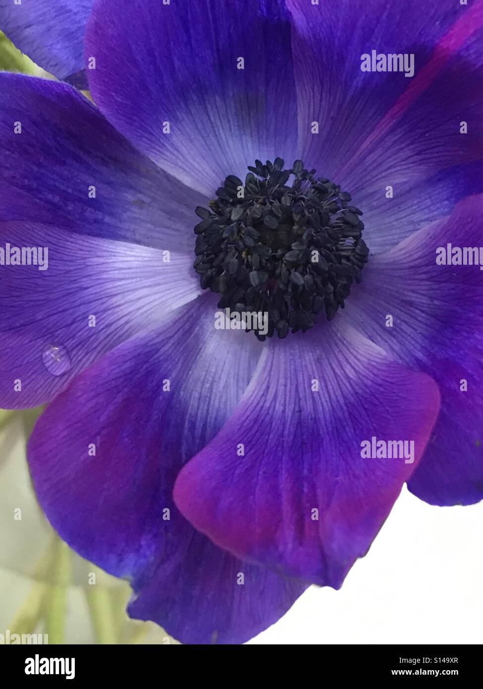 Viola fiore Anemone close up - Immagine stock catturata con smartphone