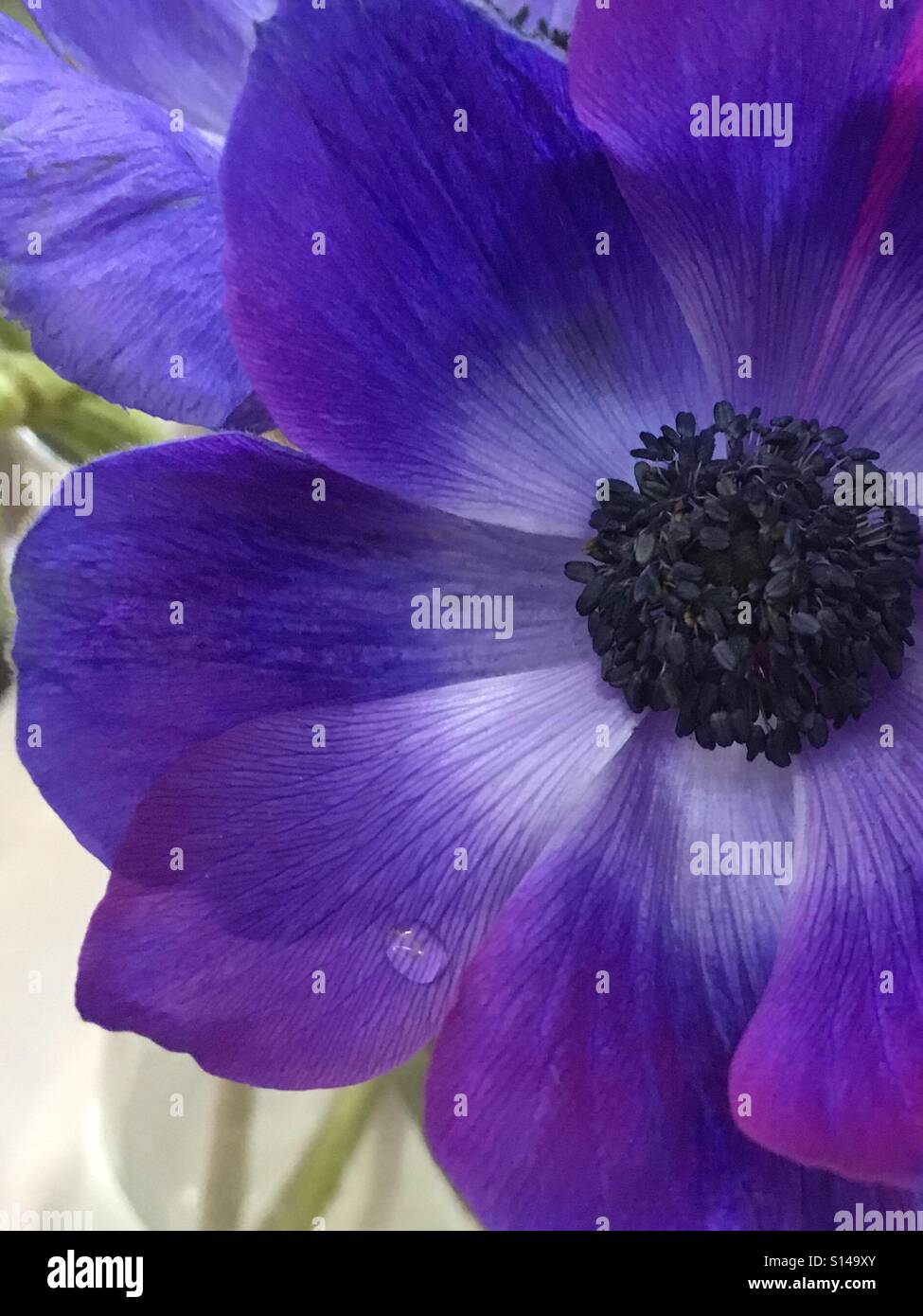 Anemone fiore viola - Immagine stock catturata con smartphone