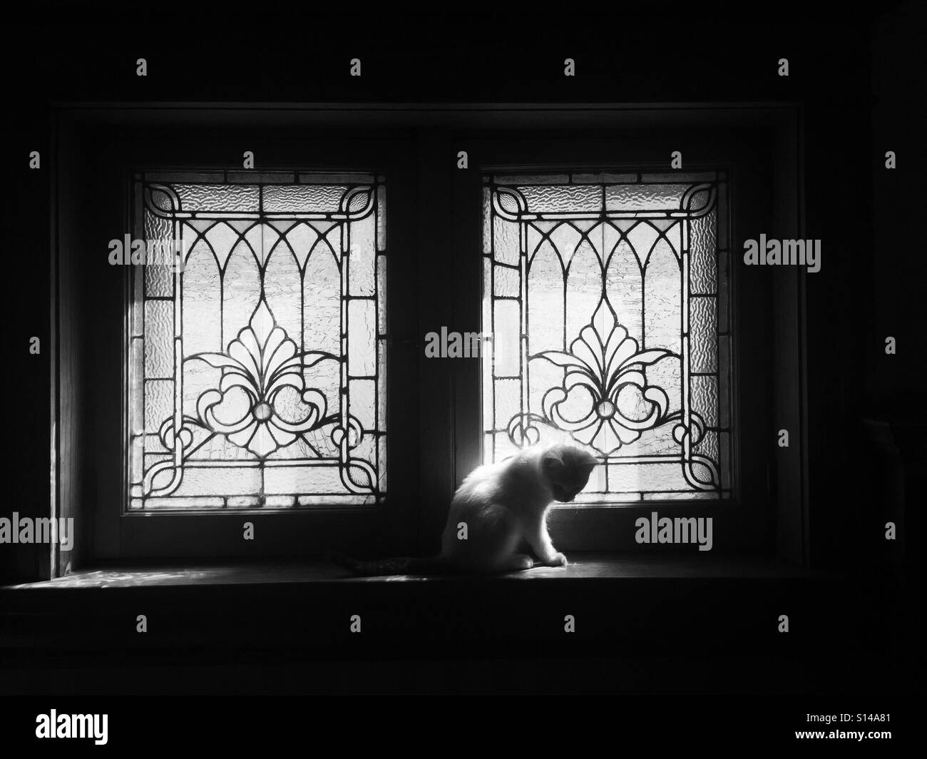 Una in bianco e nero la foto di un cucciolo bianco seduto di fronte a una finestra Stainglass abbastanza luce mattutina. Foto Stock