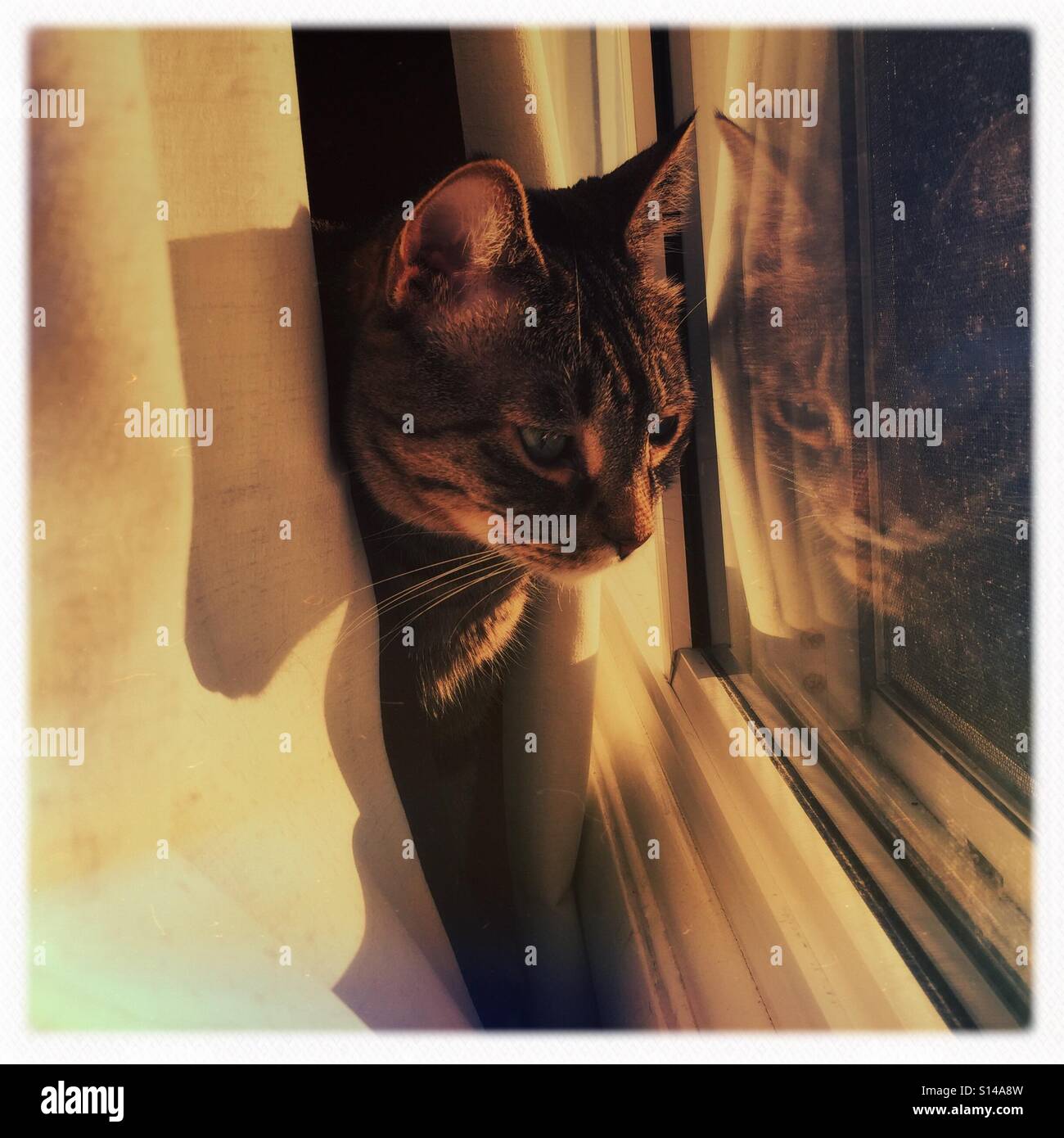 Il mio gatto godendo del suo sole al mattino Foto Stock