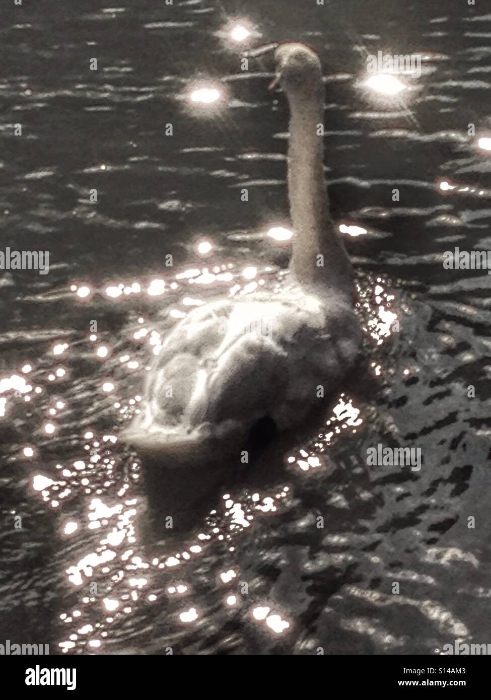 Swan in bianco e nero - Immagine stock catturata con smartphone