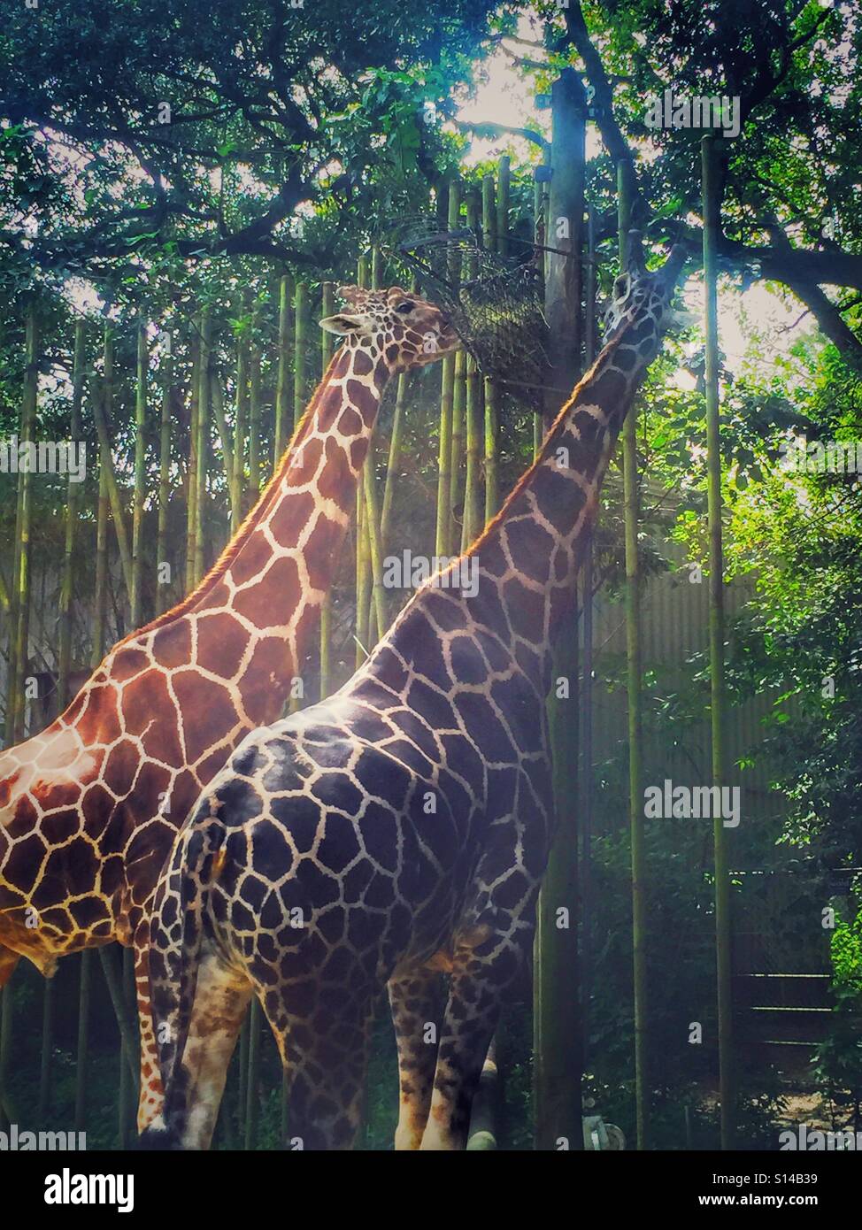 Le giraffe mangiare a New Orleans Audubon Zoo Foto Stock