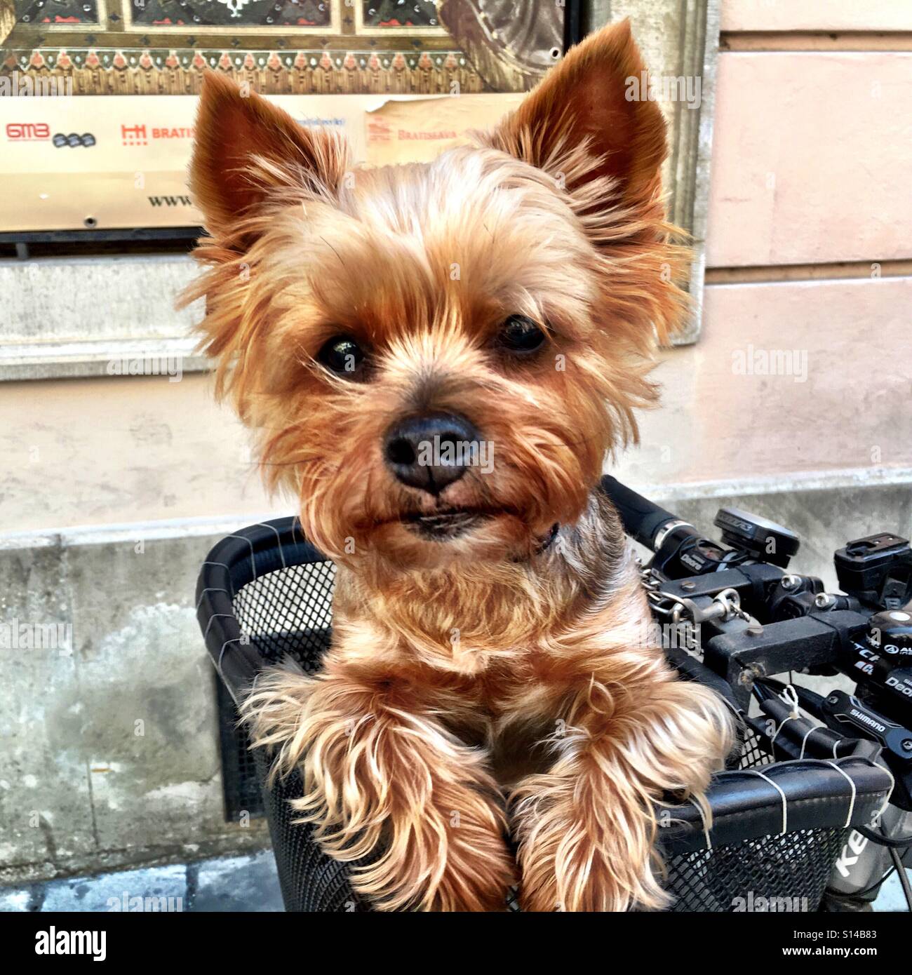 Un Yorkshire Terrier con un cucciolo cut' brevi corse in pelliccia in un cesto su una bicicletta a Bratislava, in Slovacchia Foto Stock