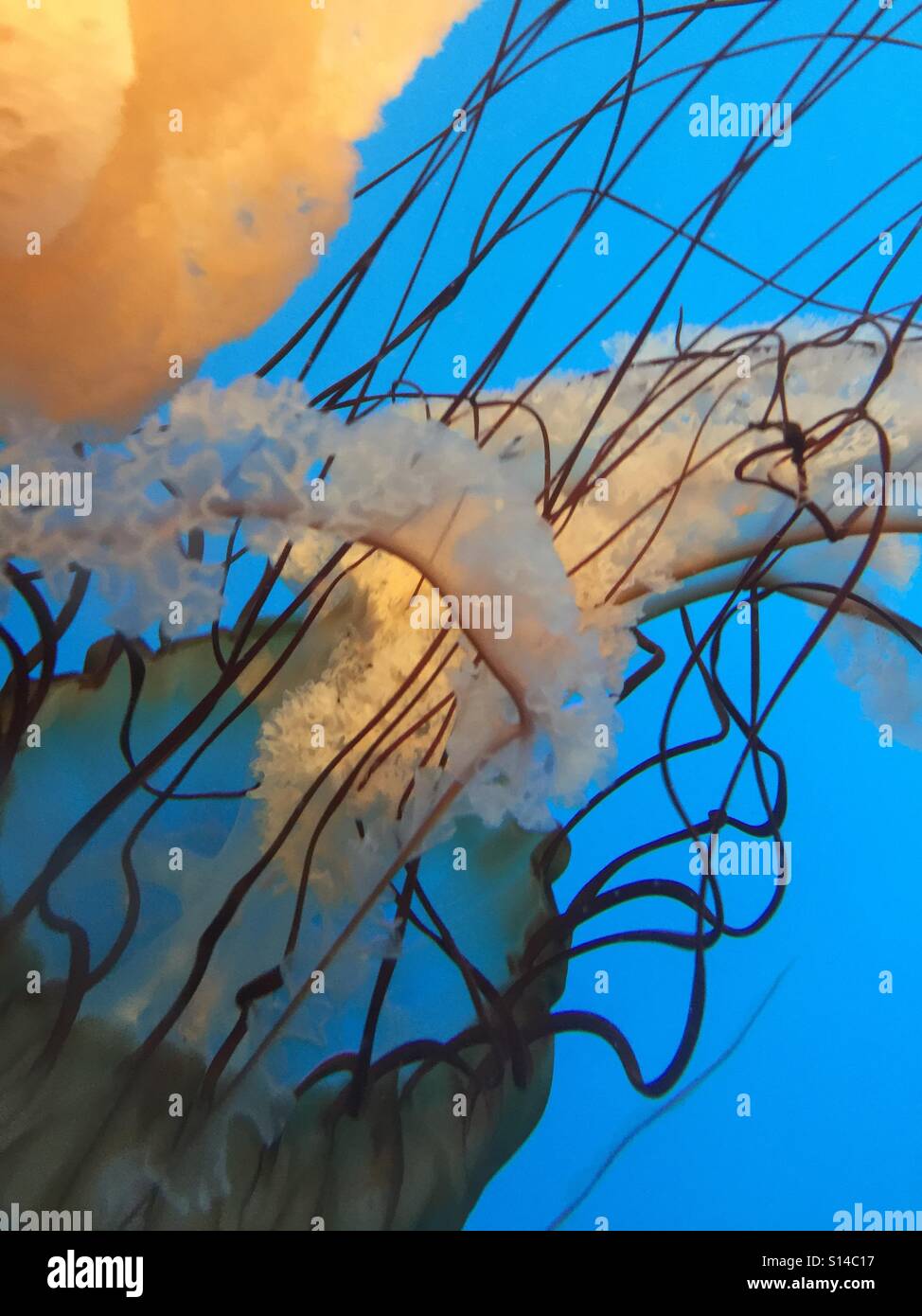 Meduse Foto Stock