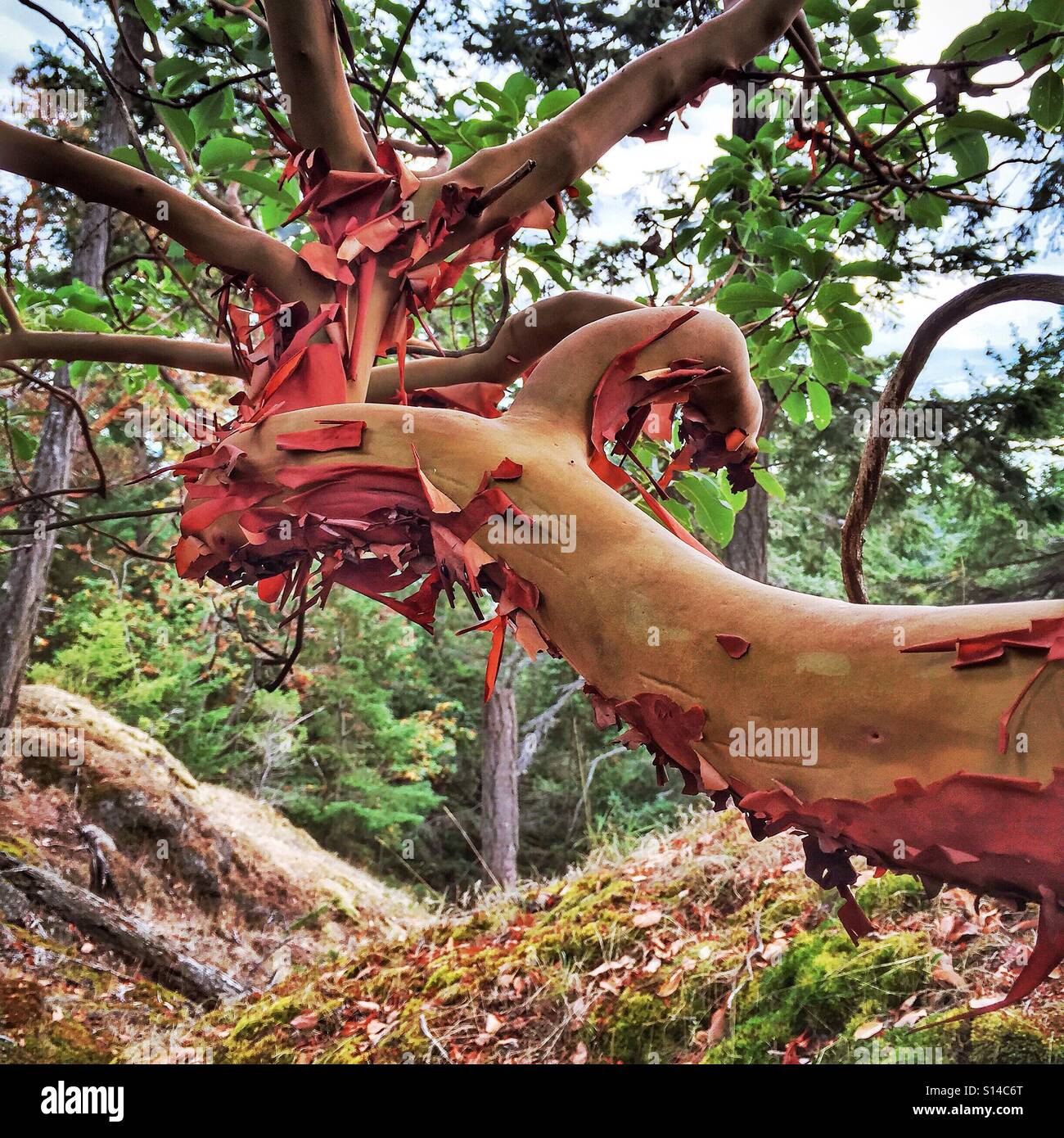 Rami del bellissimo albero di corbezzolo in mostra il loro rossa corteccia in British Columbia, Canada. Foto Stock