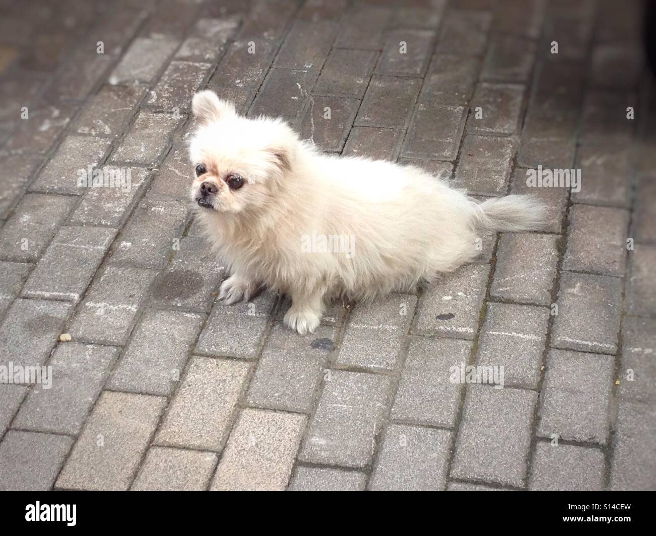 Carino, soffici cucciolo di cane Relax & raffreddare fuori sul marciapiede marciapiede, Kawaii Animali Domestici Foto Stock