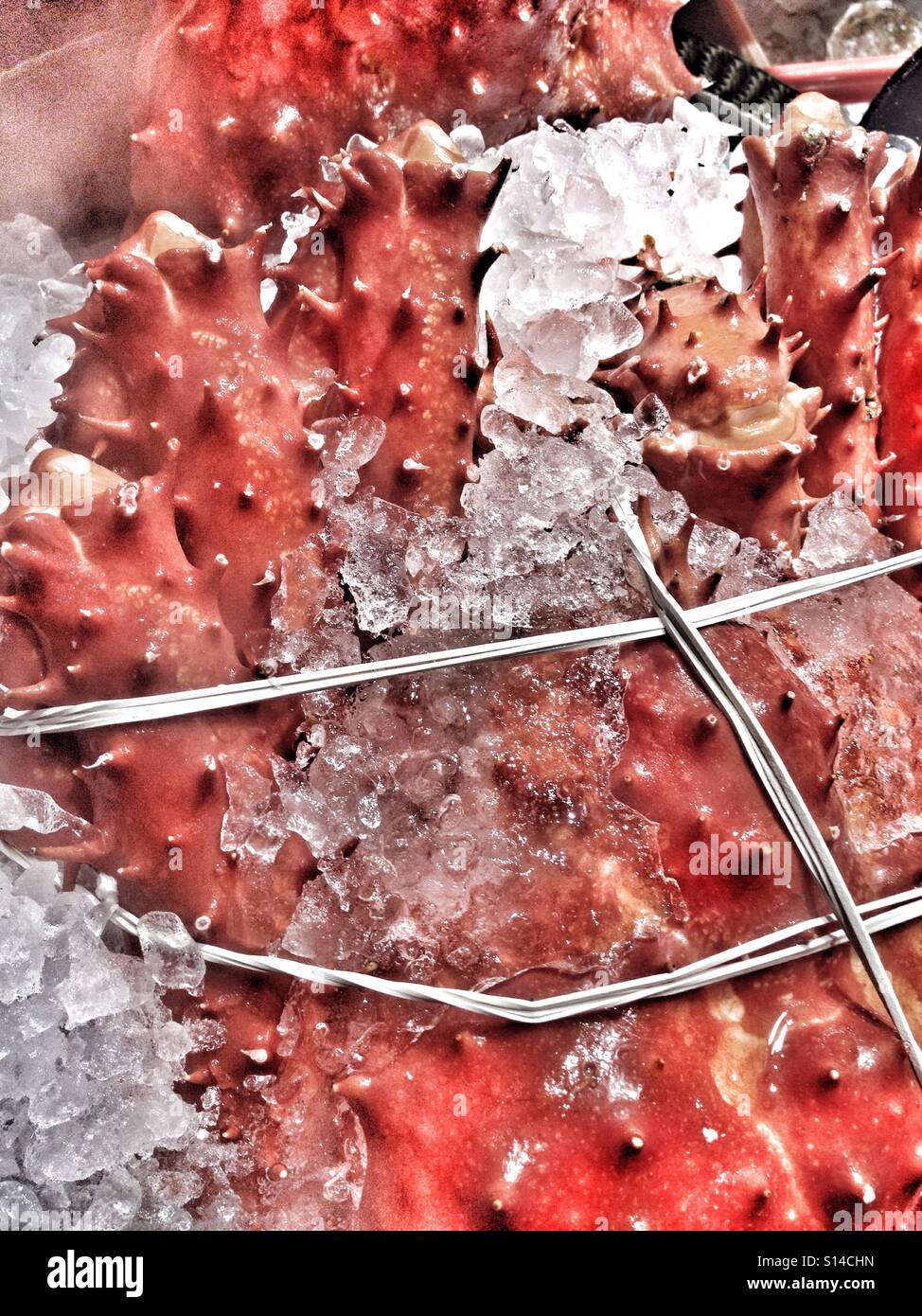 Disco rosso pelle pungenti di Iced re granchio, legati con spago Foto Stock