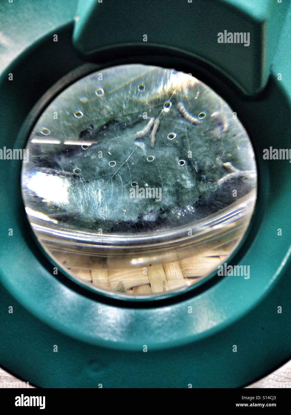 Green lente di ingrandimento lente ingrandisce la seta Worm bruchi bianco mangiare le foglie di gelso Foto Stock