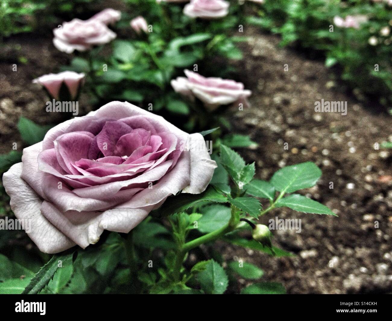 Rosa rosa con foglie verdi piantate nel terreno giardino con fiori sullo sfondo Foto Stock