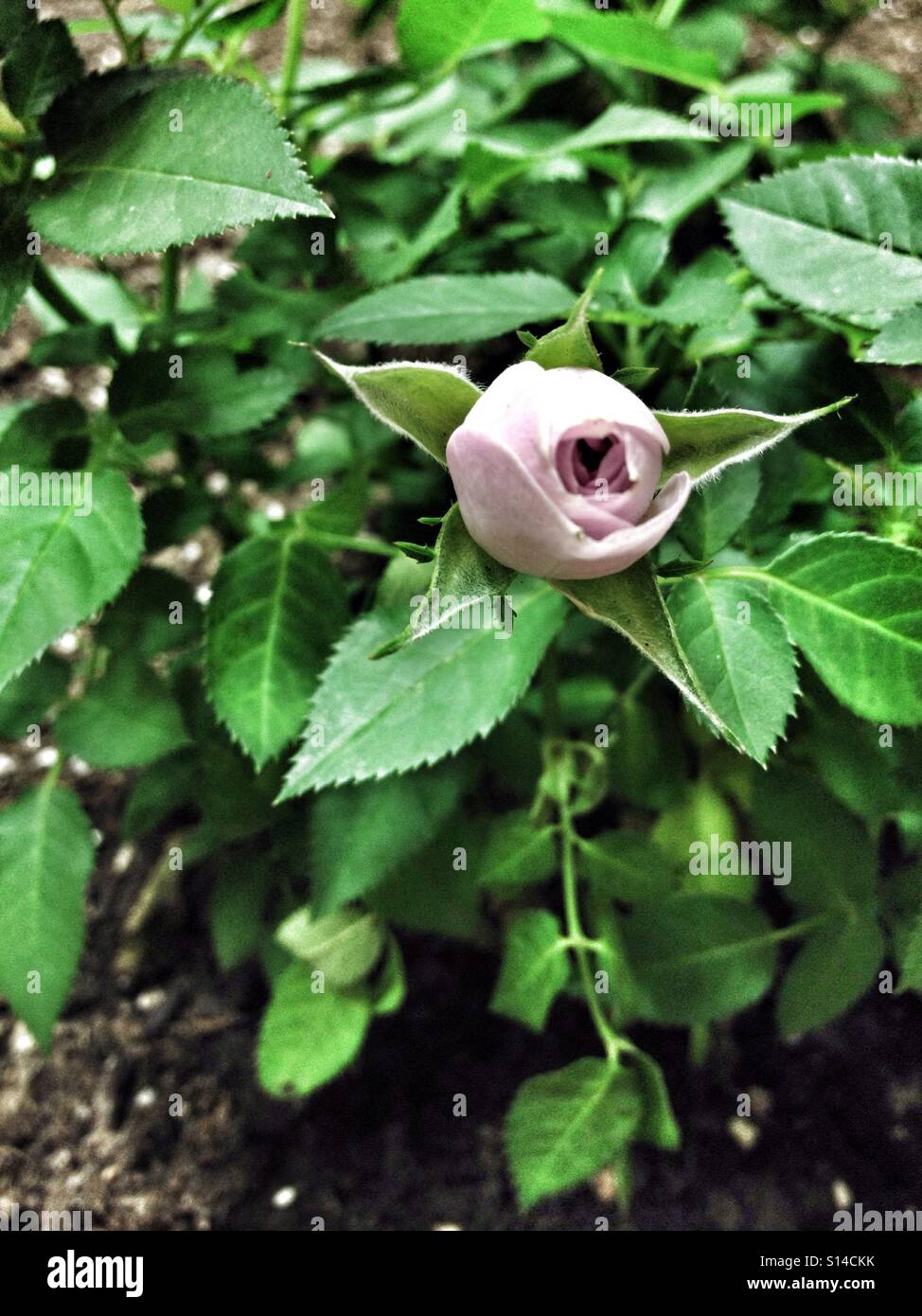 Rosa bocciolo di rosa in fiore e FIORE In giardino verde con foglie Foto Stock