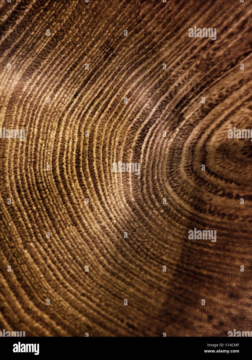 Di legno marrone scuro e texture di sfondo, gli anelli di un albero Foto Stock