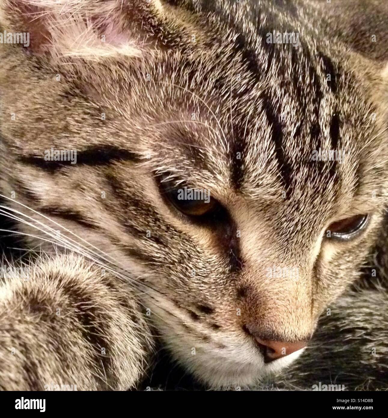 Extreme close-up ritratto di tabby kitten Foto Stock