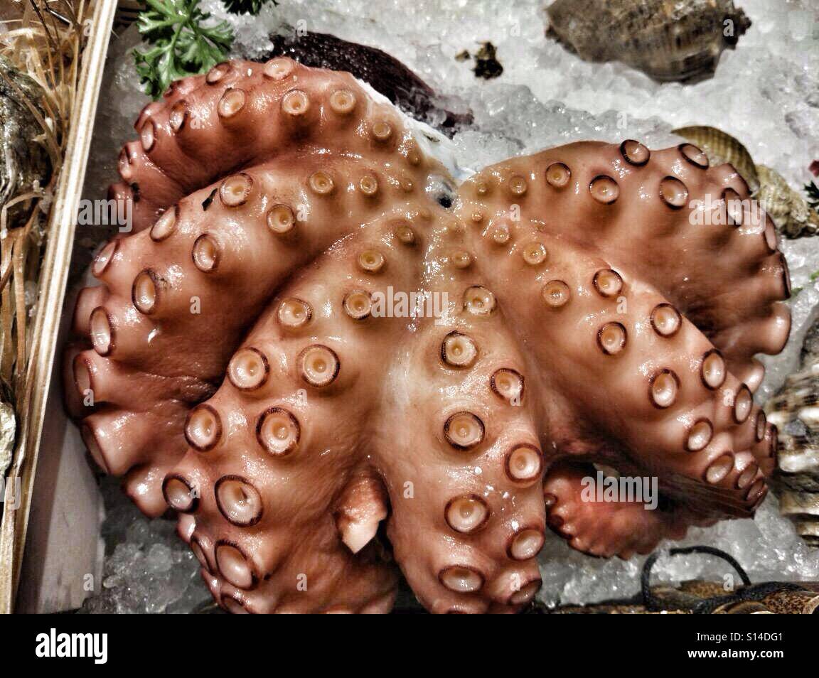 Red Octopus in ghiaccio, pronto a comprare, cucinare e mangiare Foto Stock