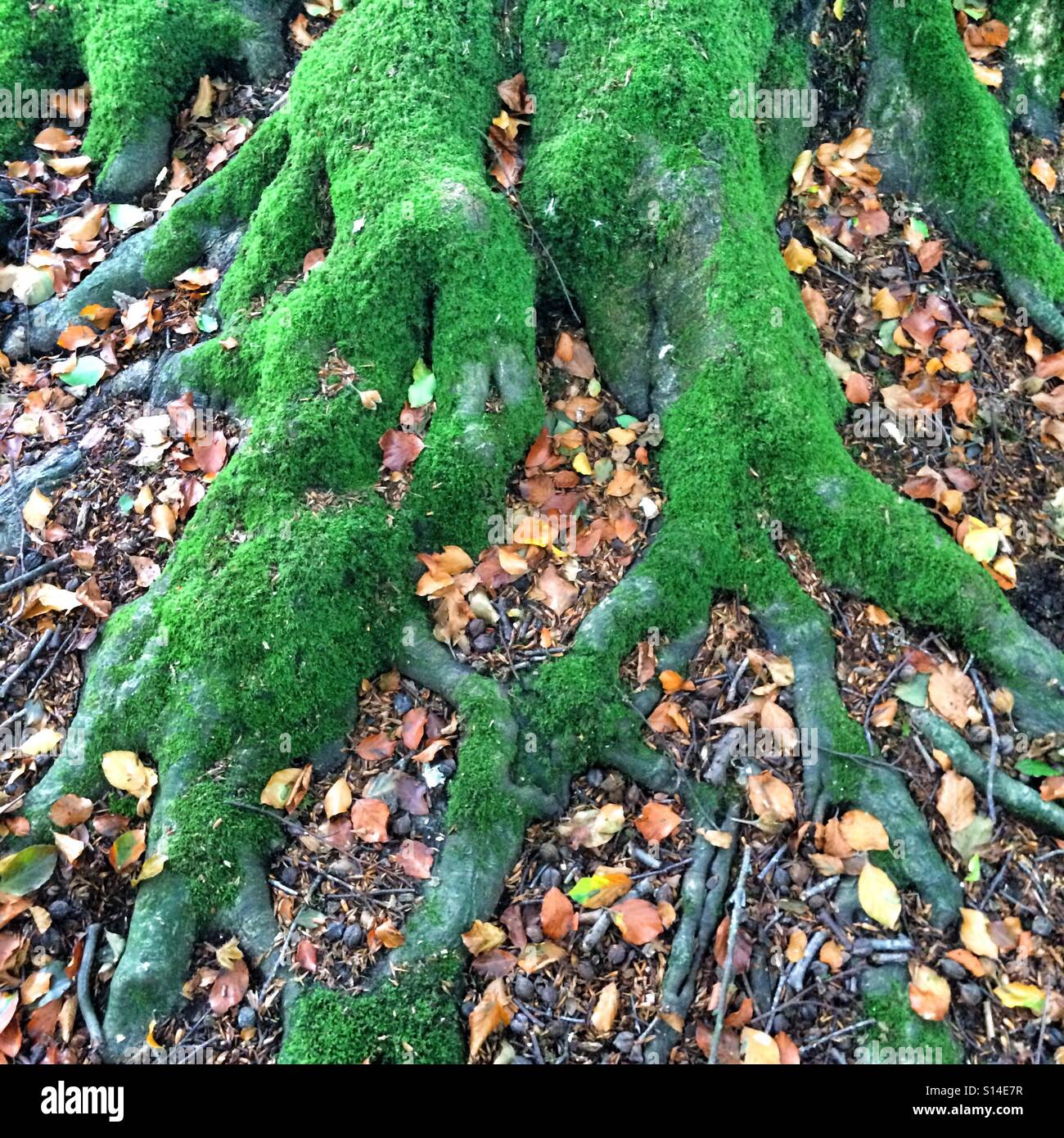 Il faggio tronco di albero e radici coperte in luminoso verde muschio, Hampshire, Inghilterra, Regno Unito. Foto Stock