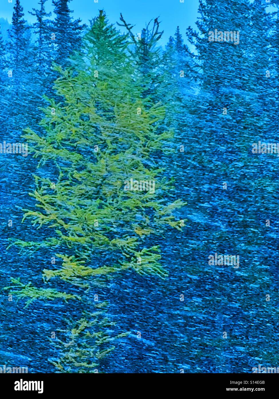 Inizio autunno nevicata in Highwood Pass e larice di autunno Foto Stock