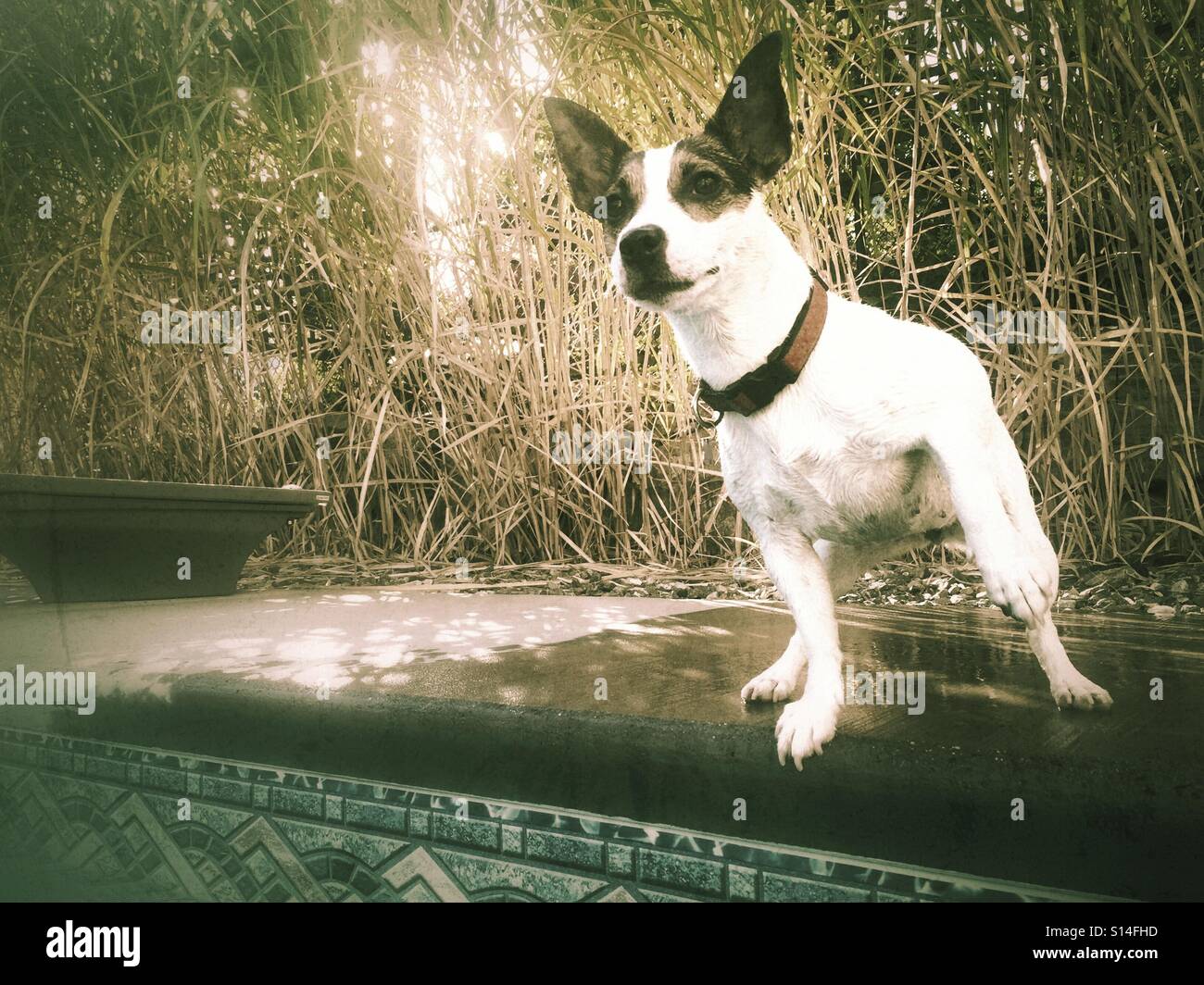 Piccolo Cane guardando curiosamente a qualcosa in distanza. Modificati con un accenno di seppia. - Immagine stock catturata con smartphone