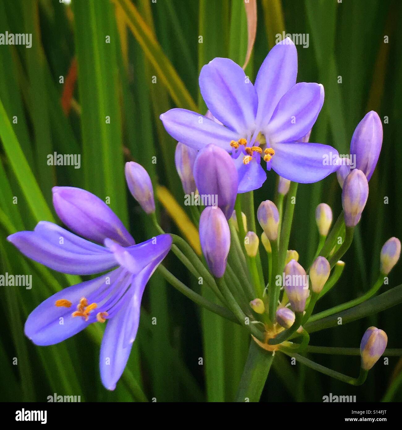 Bella fiori viola su un soft-focus fogliame verde sullo sfondo Foto Stock