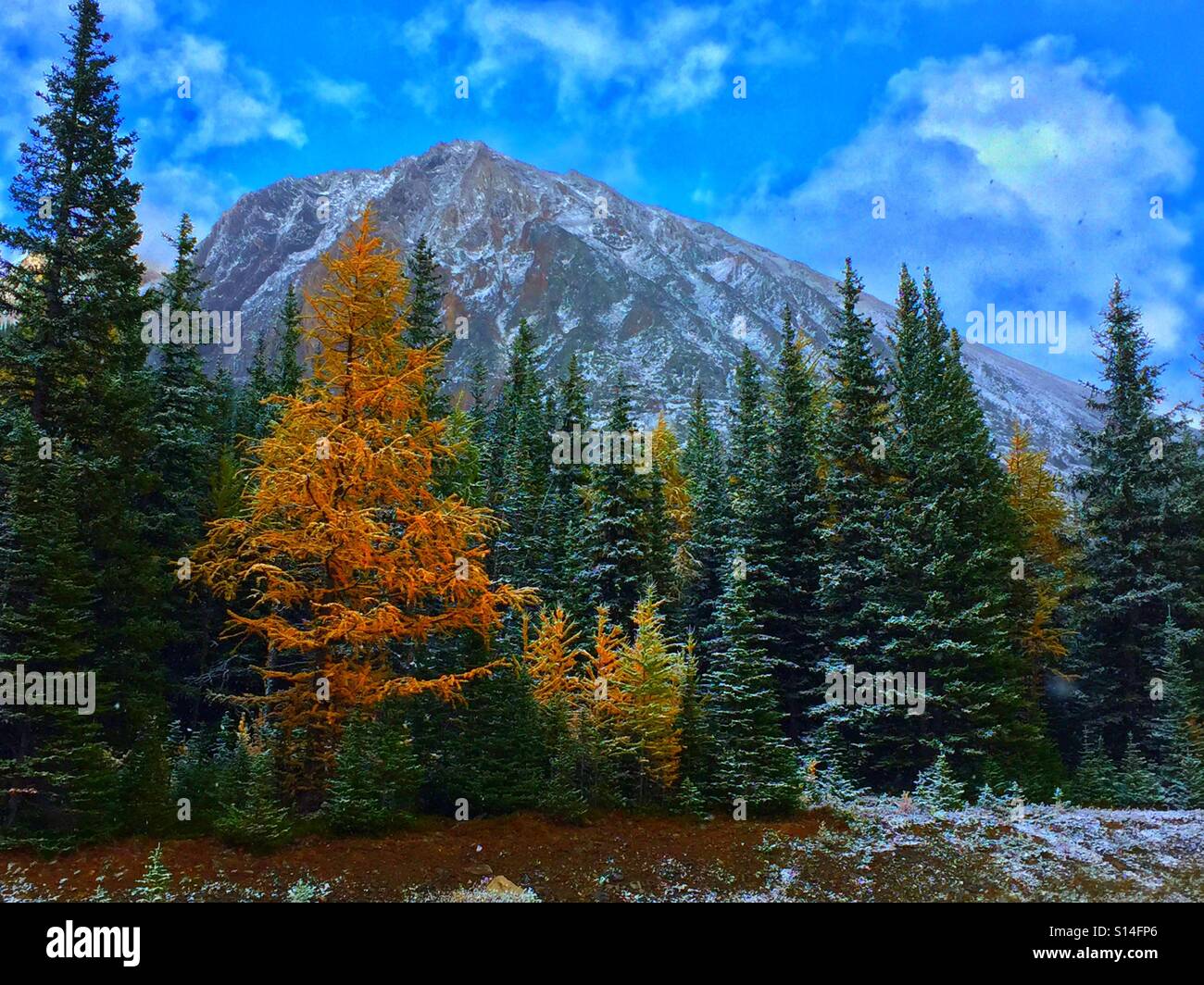 Larice in autunno e la prima neve in alta paese Foto Stock