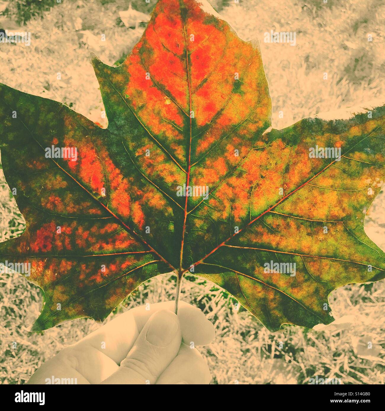 La tenuta di un autunno lasciare Foto Stock