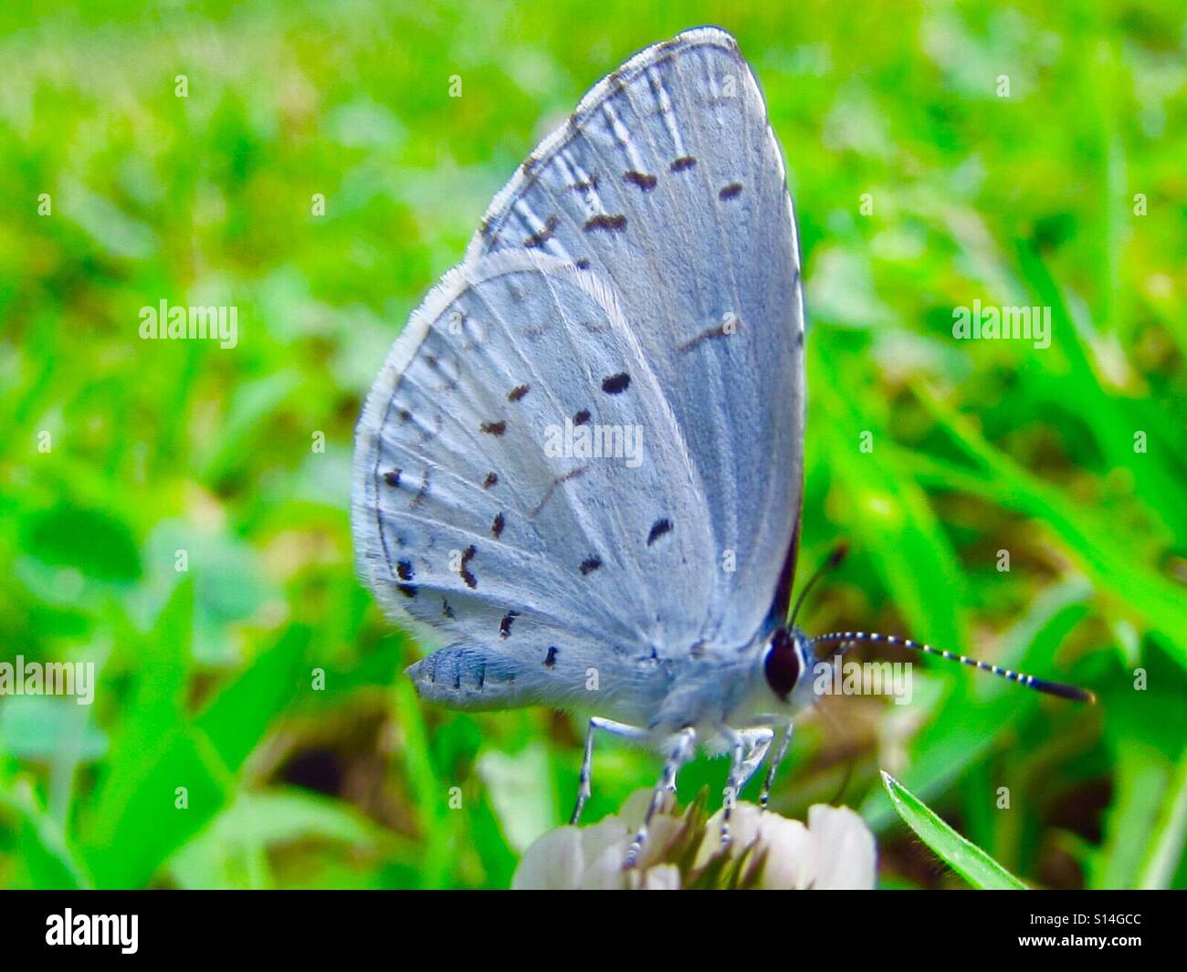 Farfalle - Immagine stock catturata con smartphone