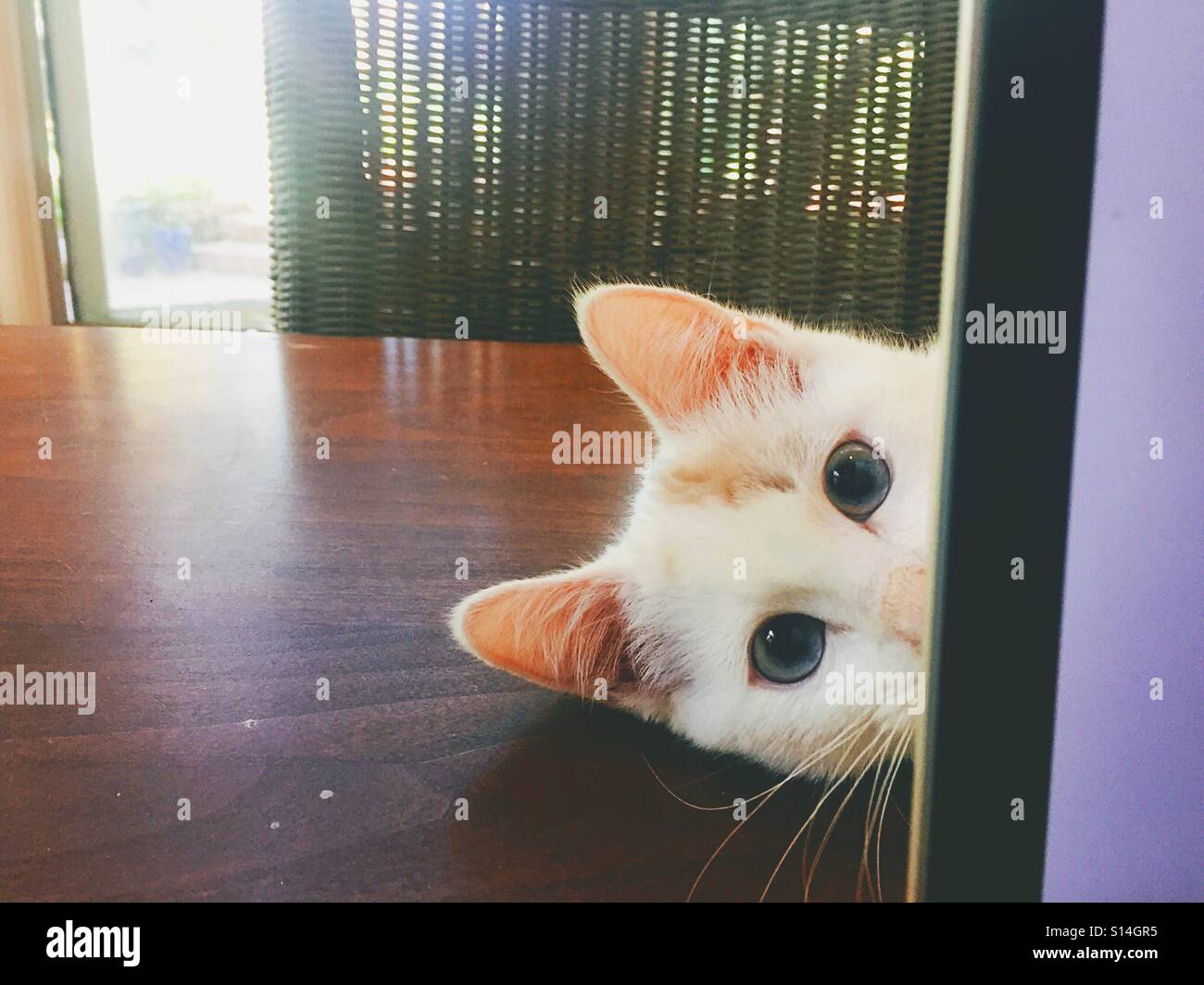 Un gattino con bellissimi occhi a mandorla picchi intorno al lato di un laptop. Foto Stock