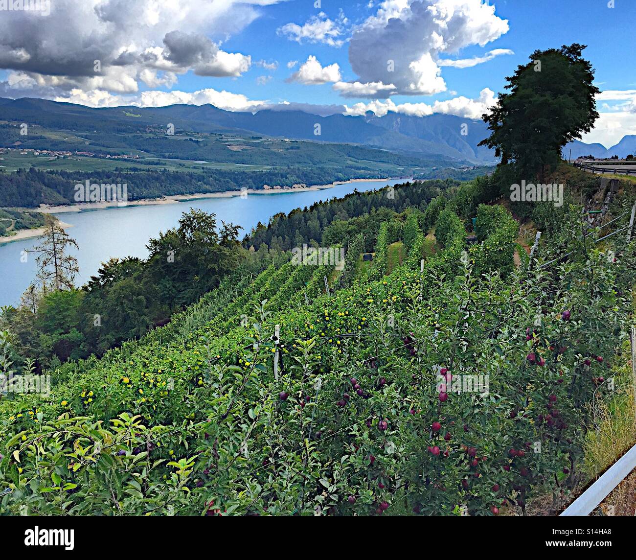 Apple stagione di raccolta in Trentino Foto Stock