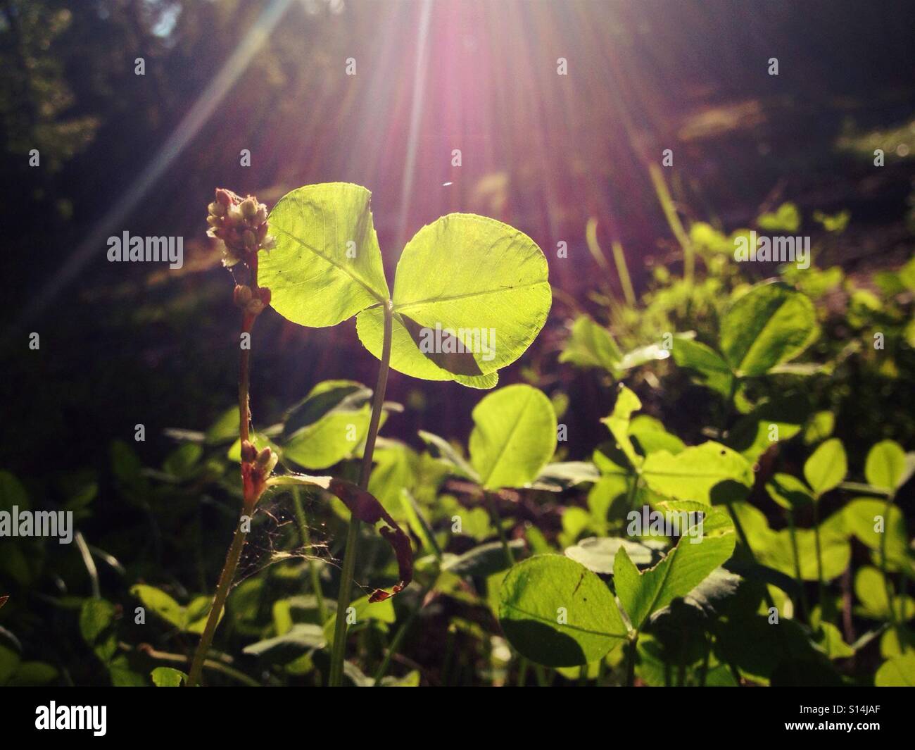 Il trifoglio retroilluminato in scintillante luce solare Foto Stock