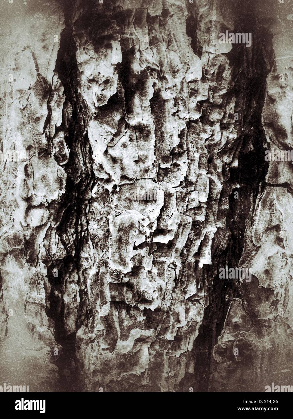 Il pino di corteccia di albero di close-up dettaglio. Foto Stock