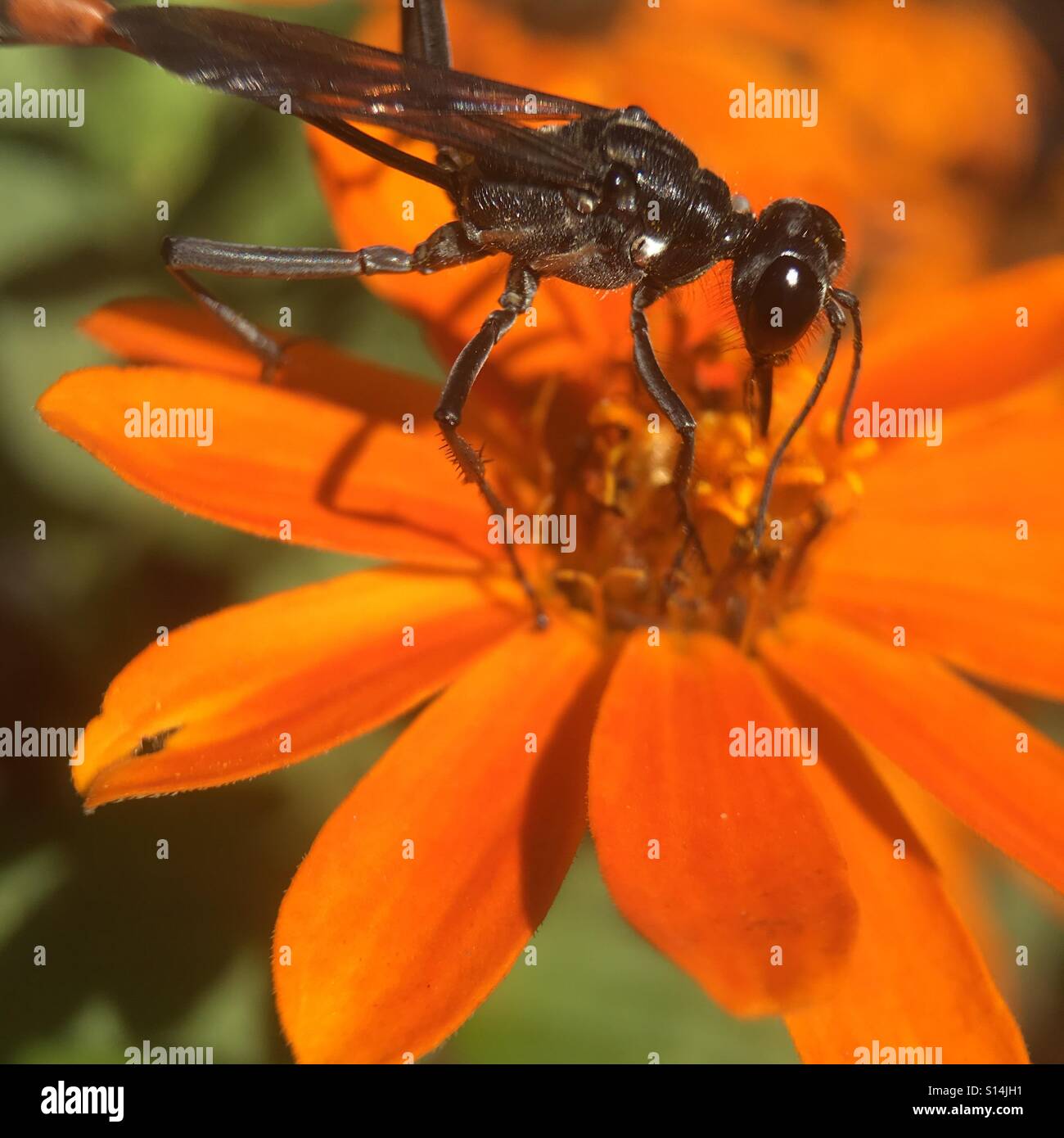Bug - Immagine stock catturata con smartphone