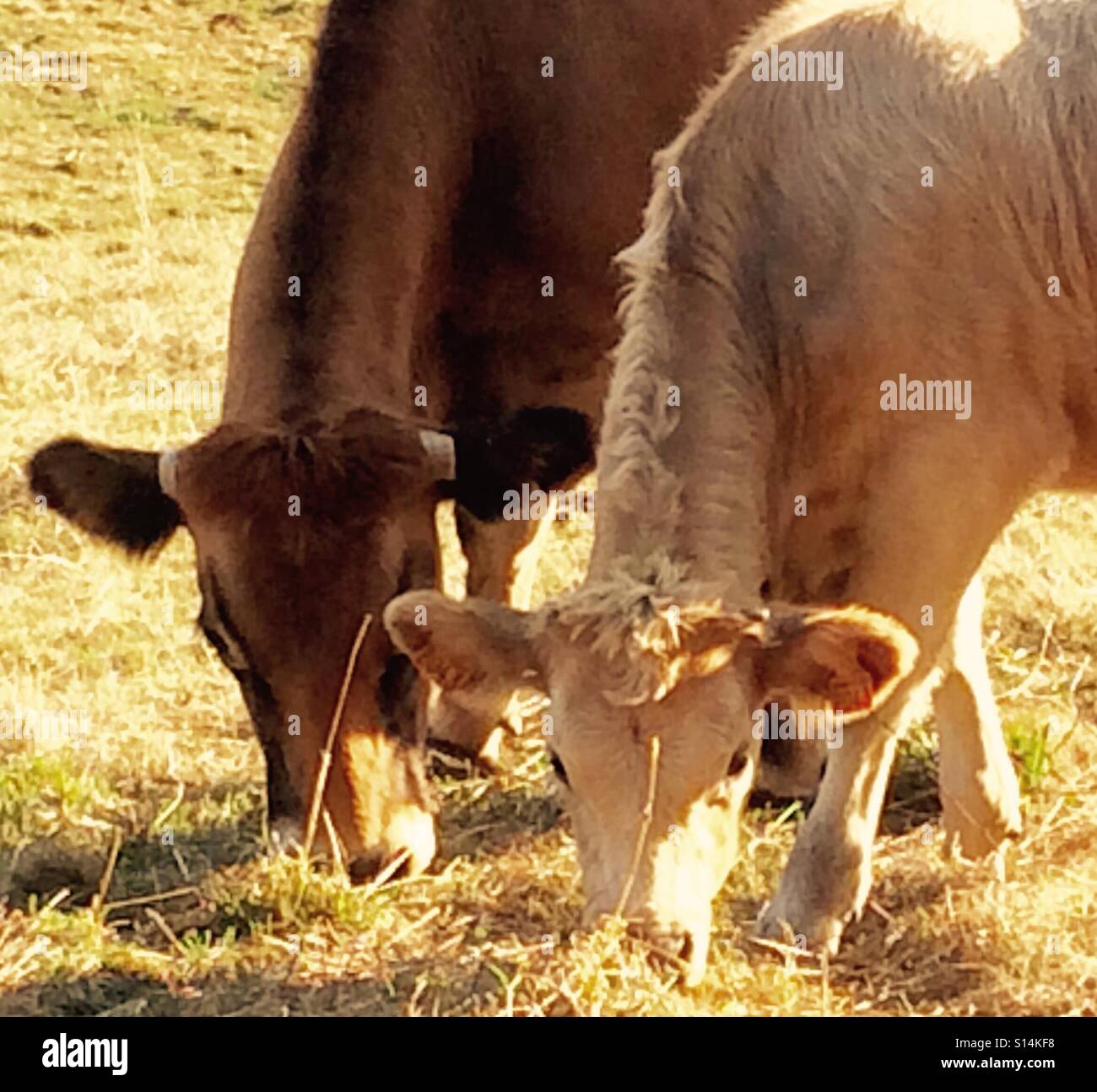 Le mucche mangiano l'erba in un campo Foto Stock