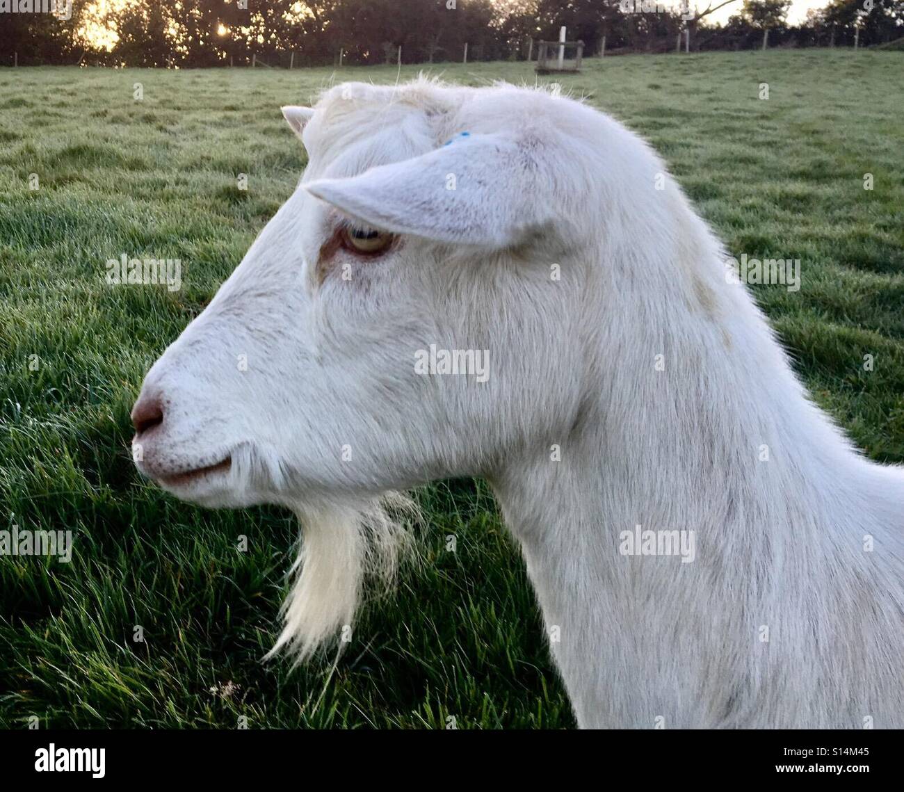 White Saanen capra con la sua barba con il sole che sorge dietro Foto Stock