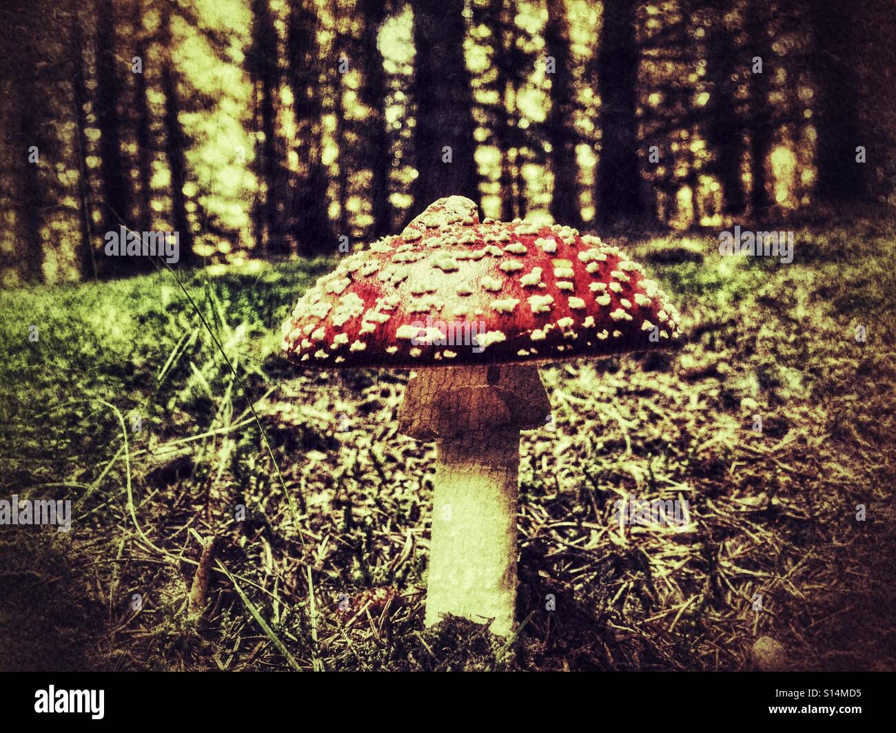 Amanila muscaria anche sapere come cappuccio rosso un toadstool sul suolo della foresta. - Immagine stock catturata con smartphone