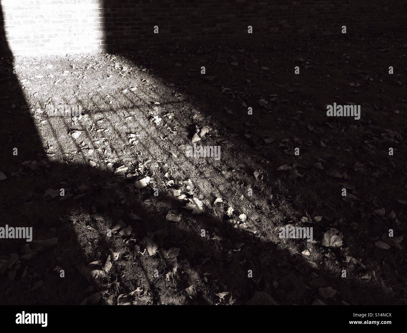 Ombre e foglie di autunno. - Immagine stock catturata con smartphone