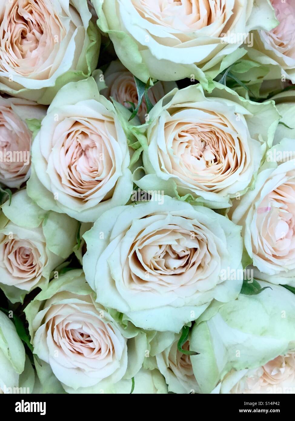 Pastello bouquet di rose - Immagine stock catturata con smartphone