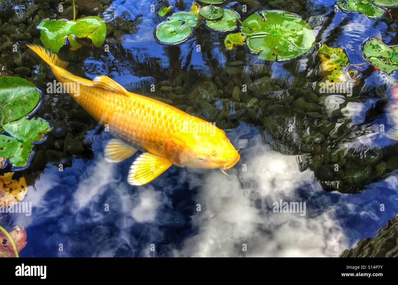 Stagno di Koi Foto Stock