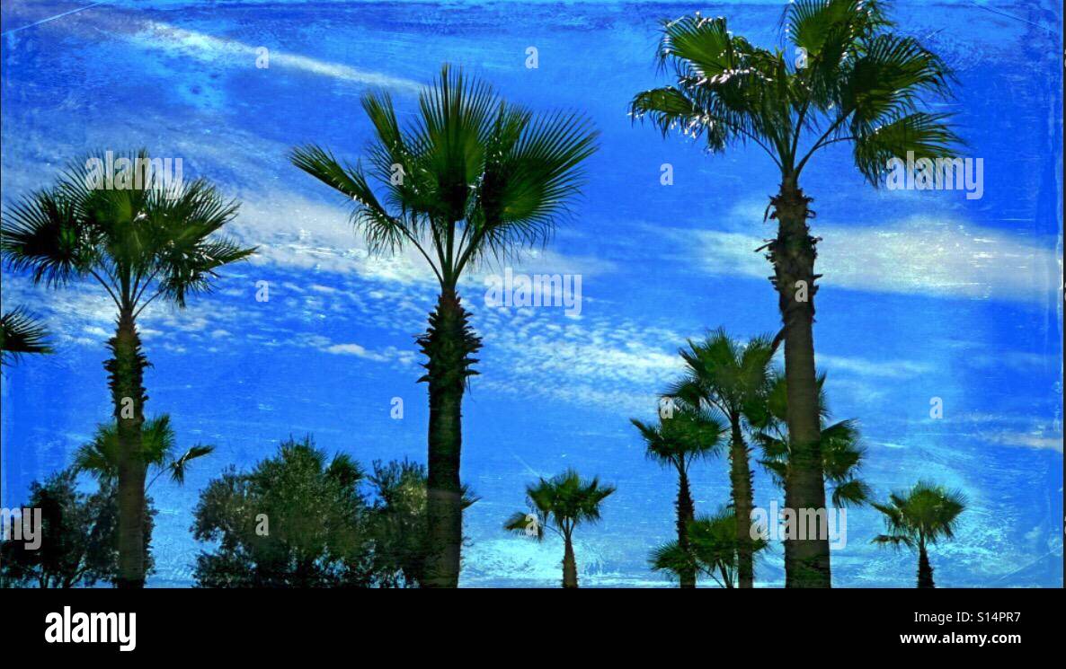 ...Palme... e molto di più...!!! - Immagine stock catturata con smartphone