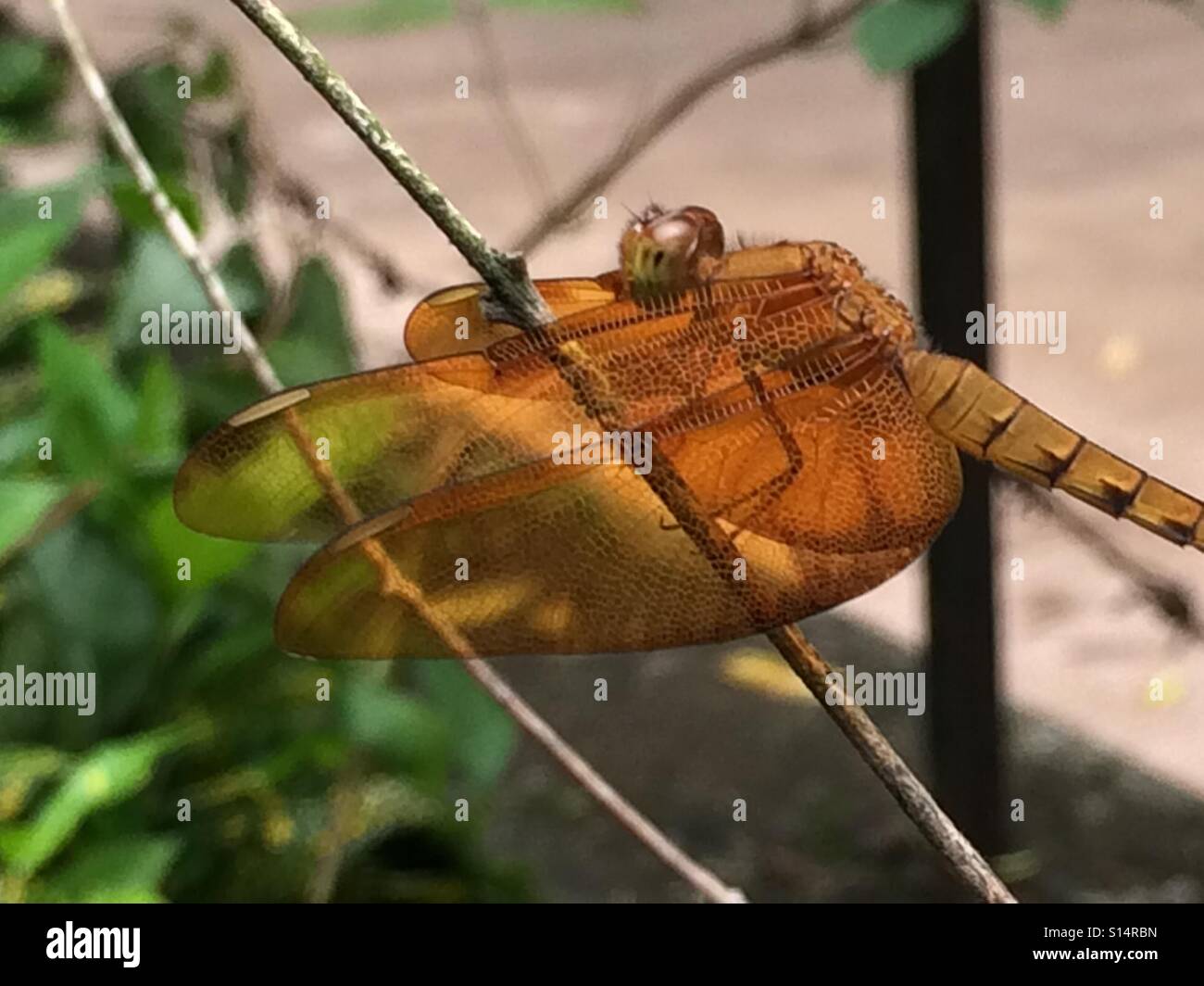 Colore rame Dragon Fly in appoggio su un ramoscello. Foto Stock