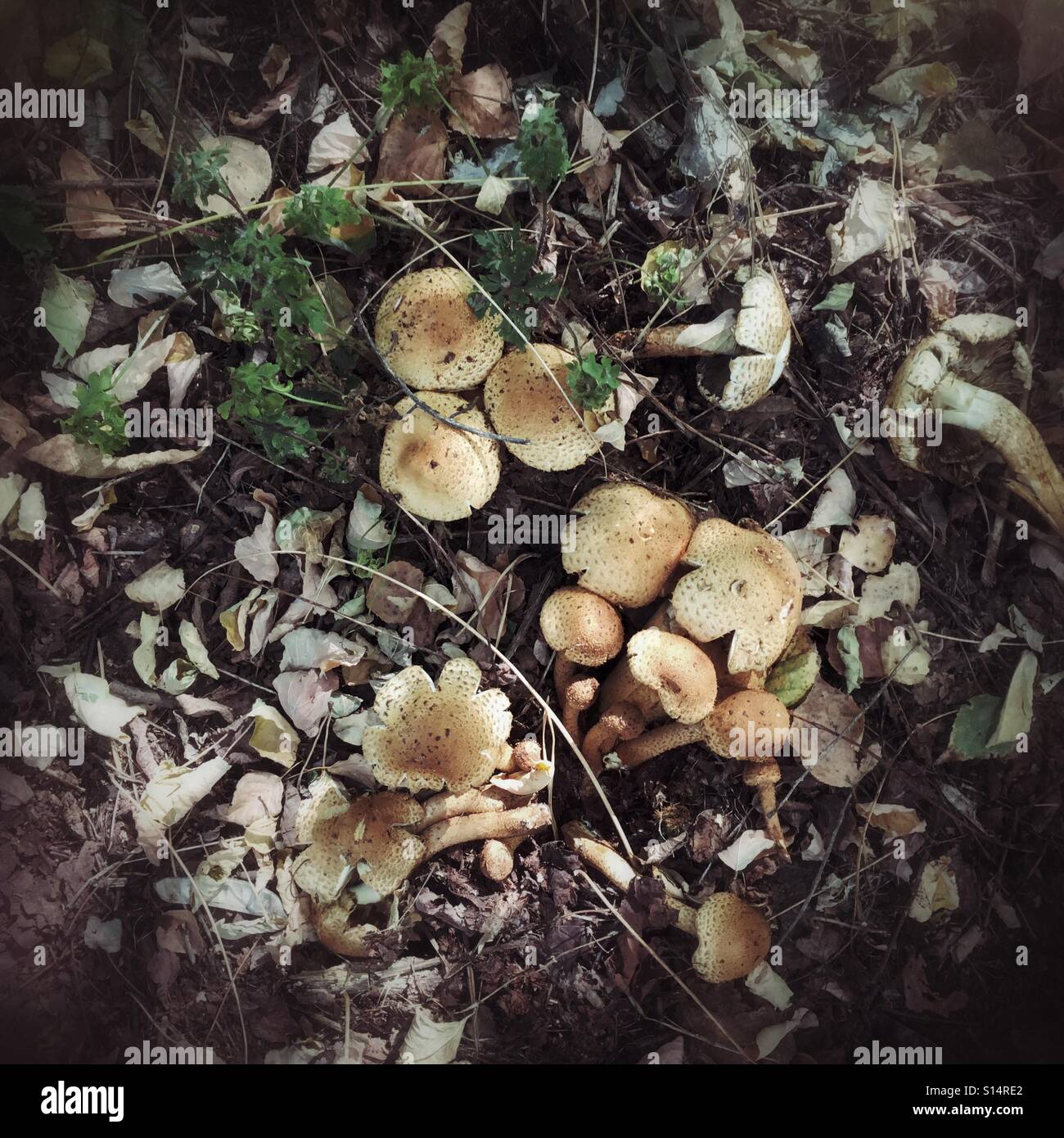 I funghi nella centrale nucleare di Cernobyl la zona di alienazione Foto Stock
