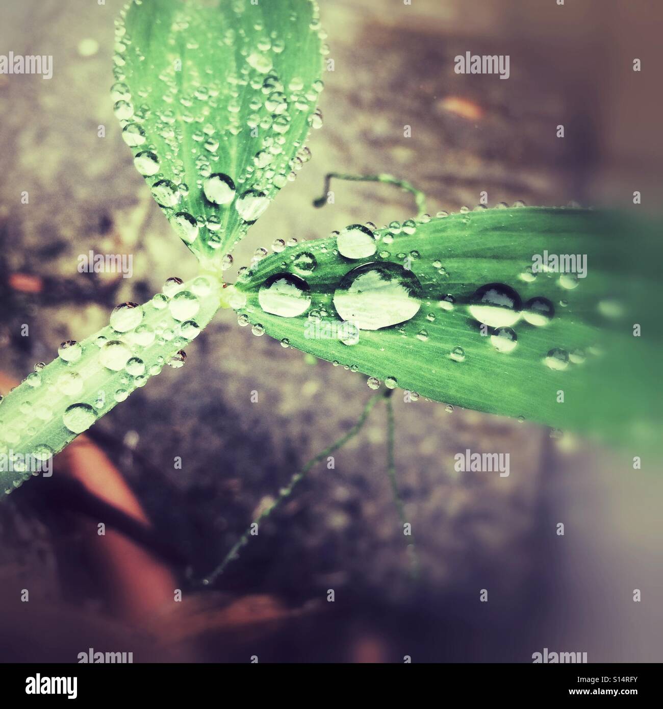 Le goccioline di acqua sul pisello dolce foglie - Immagine stock catturata con smartphone