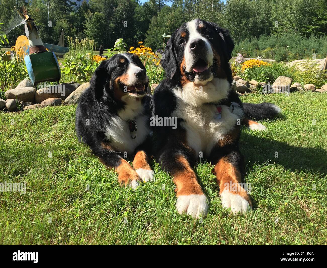 Biglietto D'Auguri Con Cane Bovaro Del Bernese – Fatto A Mano In UK, Carta Riciclata 350g/m², 14,5×14,5 Cm
