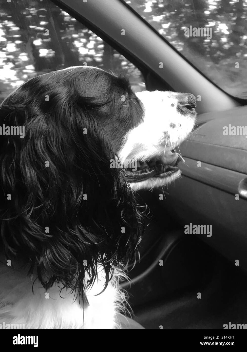 Cocker Spaniel cane nel sedile del passeggero di un auto guarda la strada con attenzione - Immagine stock catturata con smartphone